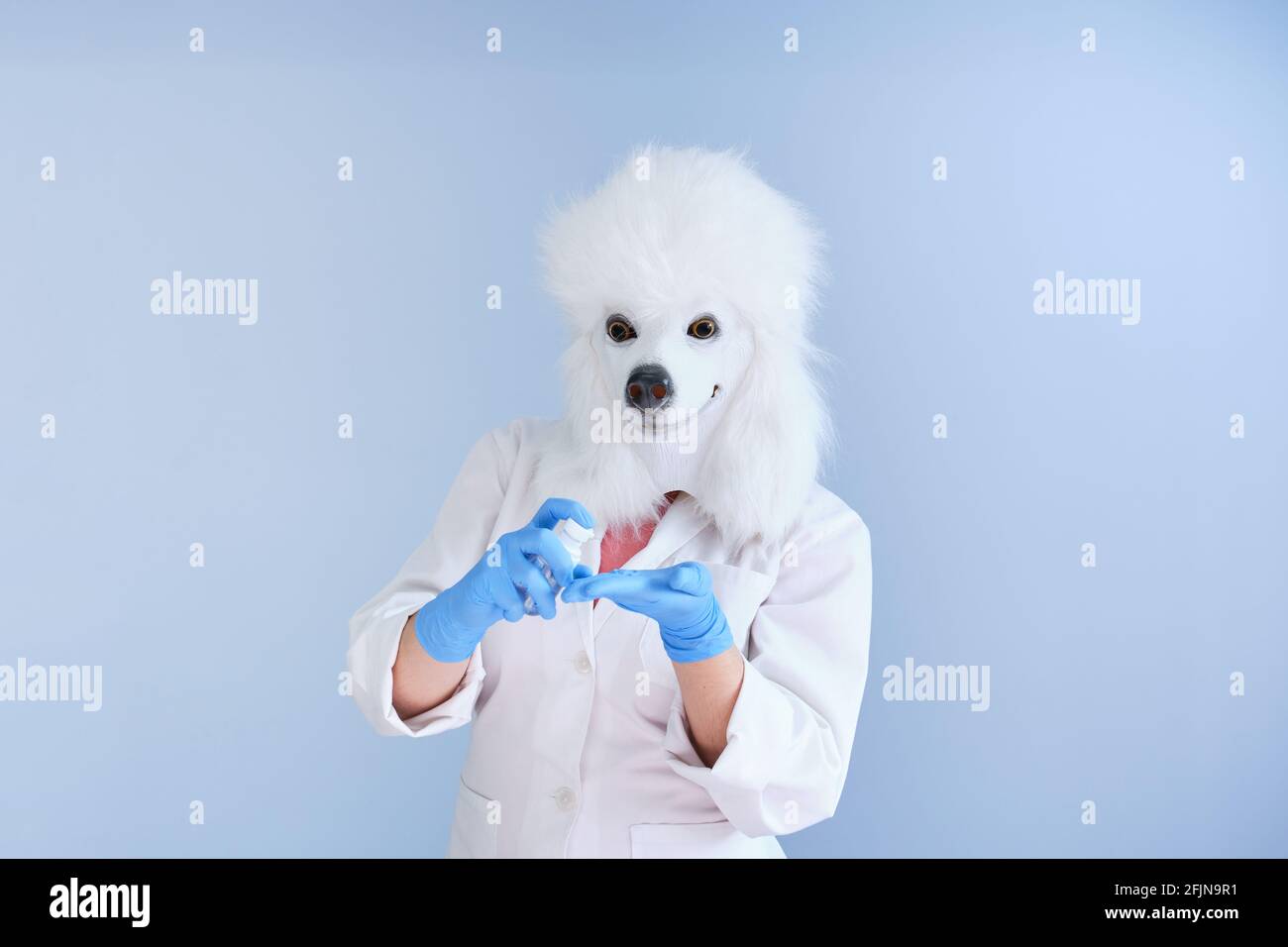 Jeune femme dans un masque de tête de chien en latex et un manteau blanc appliquant du gel d'alcool sur un fond bleu. Docteur médecine vétérinaire concepts. Banque D'Images