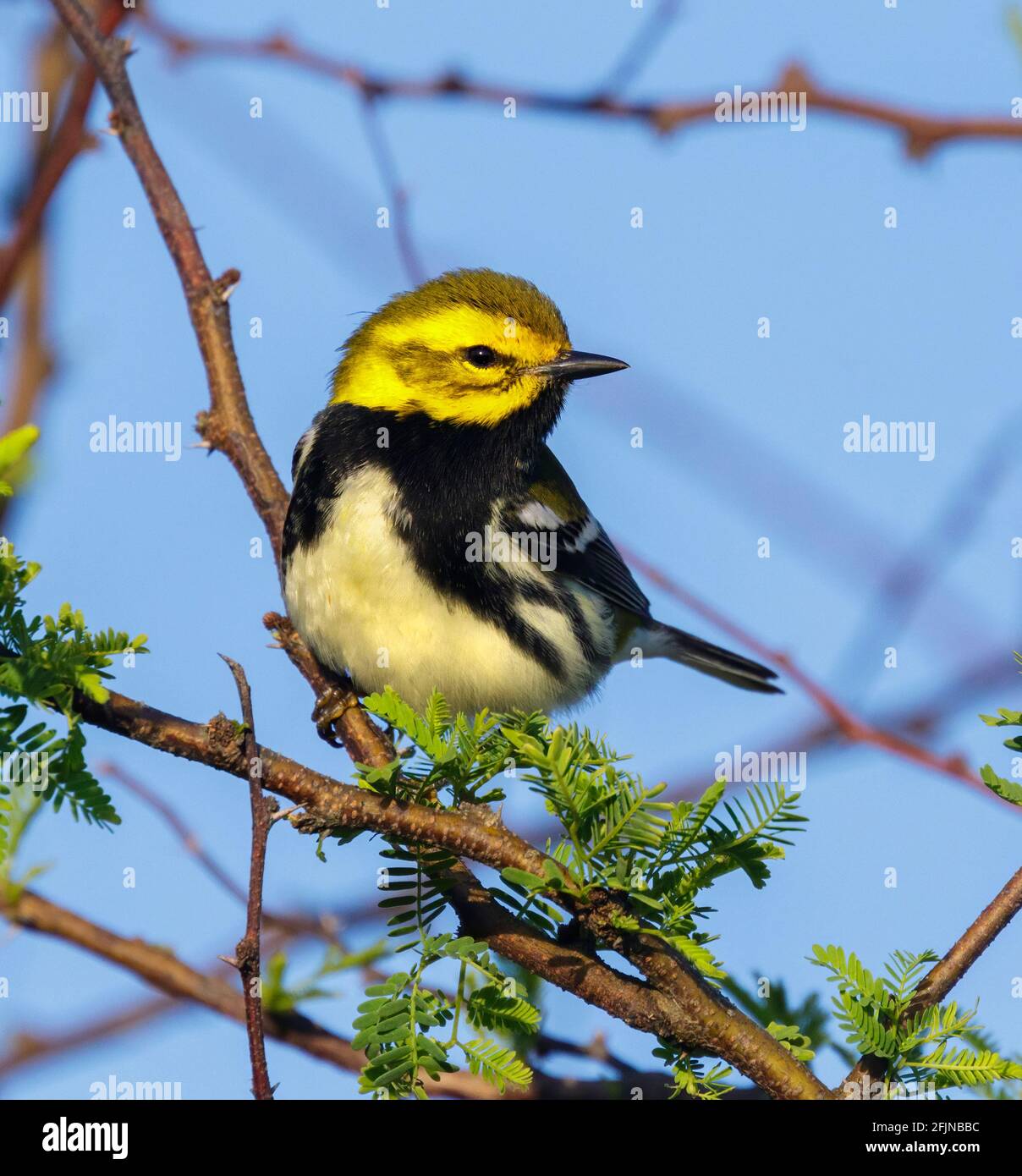 Paruline verte à gorge noire (Setophaga virens) mâle durant la migration printanière dans le sud du Texas, Galveston, TX, États-Unis. Banque D'Images