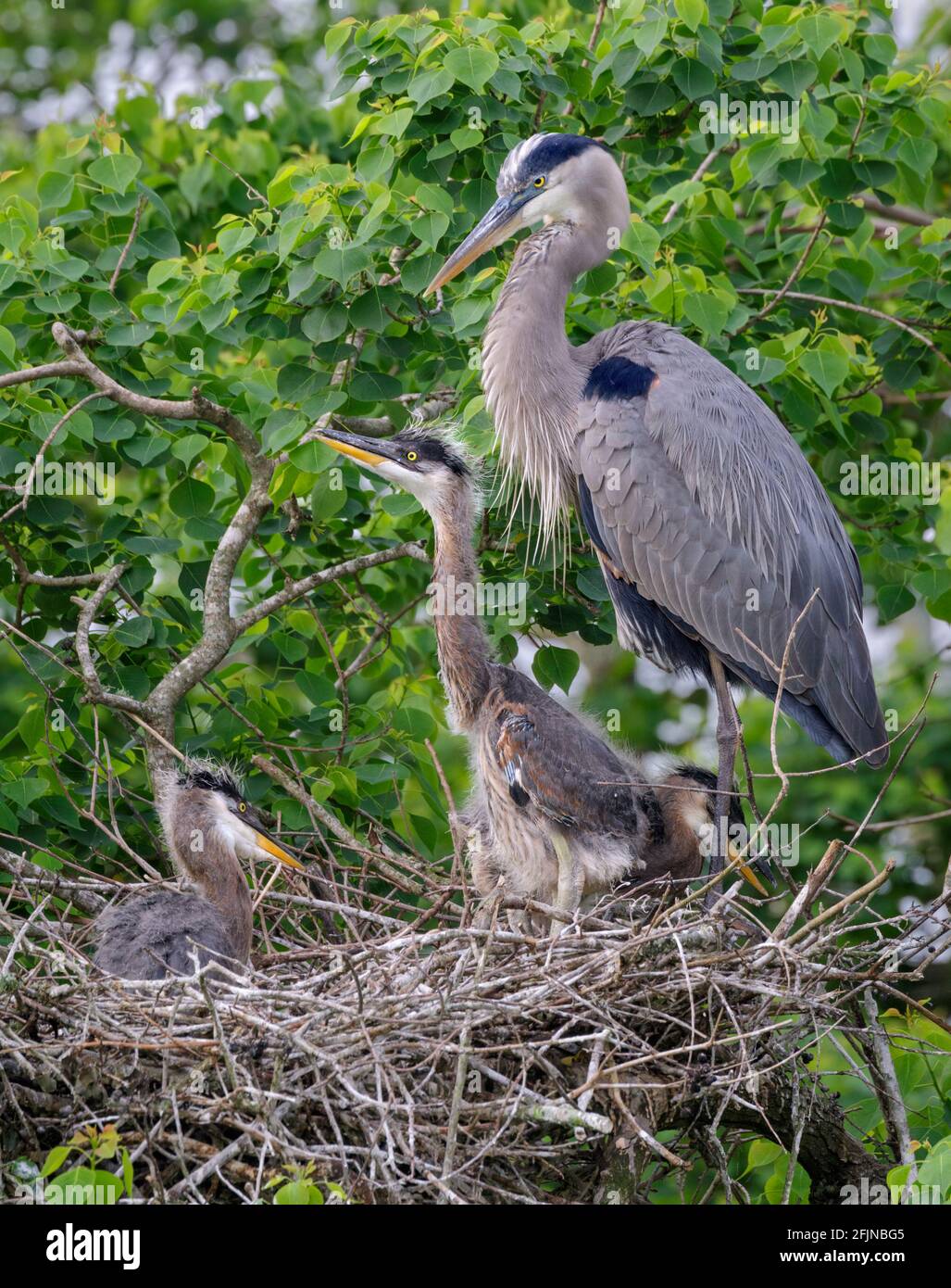Bebe Heron Banque D Image Et Photos Alamy