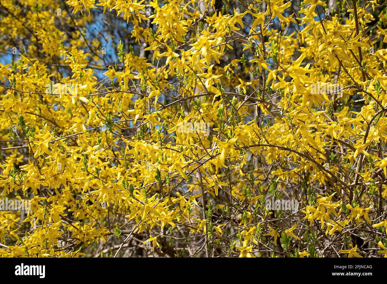 Buisson jaune vif de forsythia au printemps avec ciel bleu Banque D'Images Buisson jaune vif de forsythia au printemps avec ciel bleu Banque D'Images