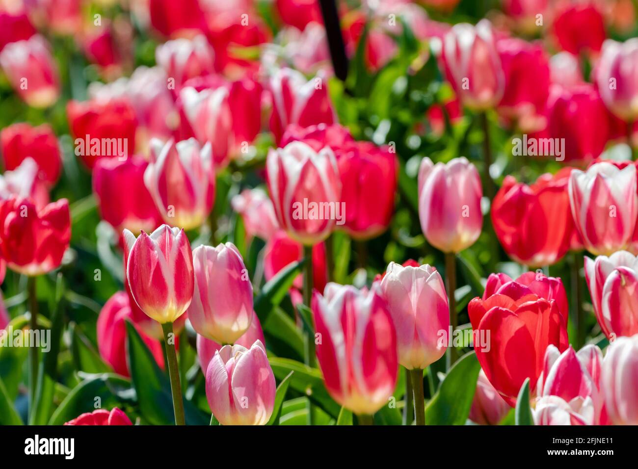 Champ de tulipes Banque D'Images