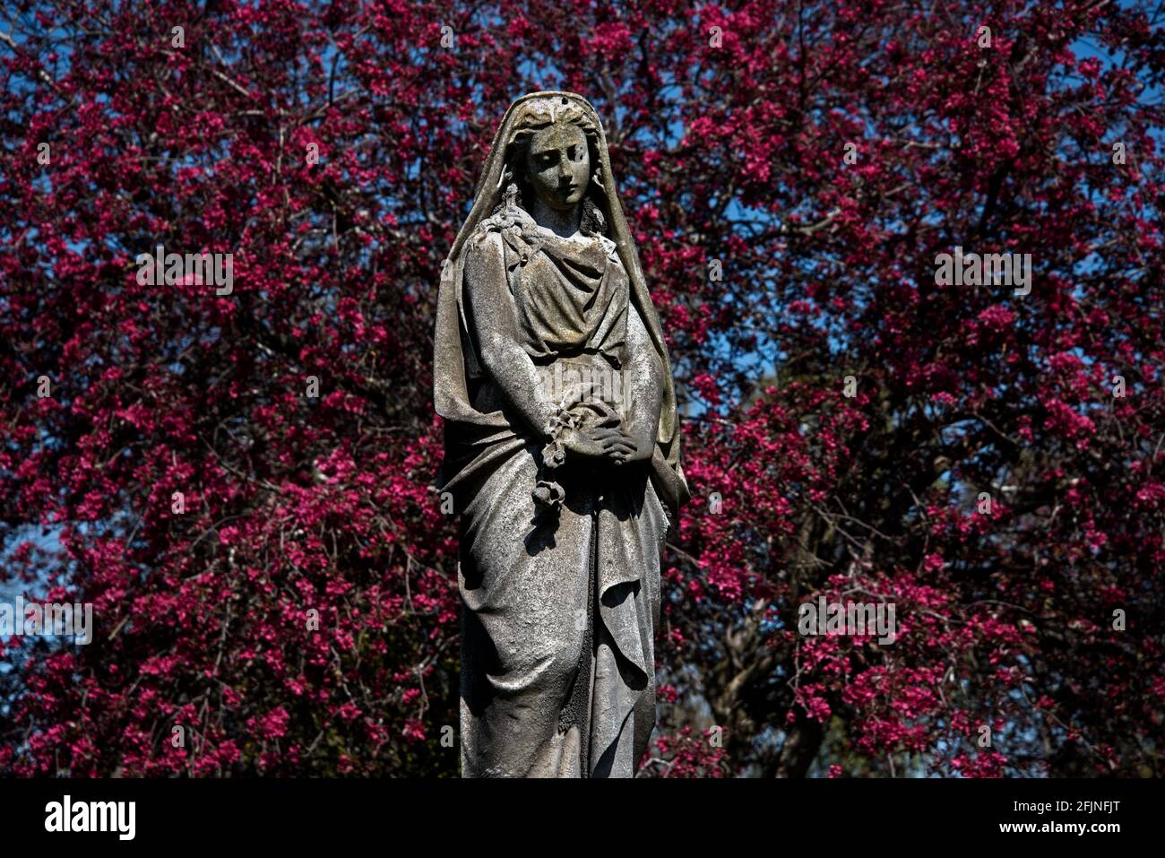 Statue d'une femme en deuil sur fond de cerisier rouge, cimetière Dean, Édimbourg, Écosse, Royaume-Uni. Banque D'Images