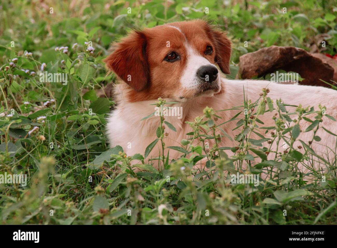 Un joli chien Kooikerhondje dans un champ Banque D'Images