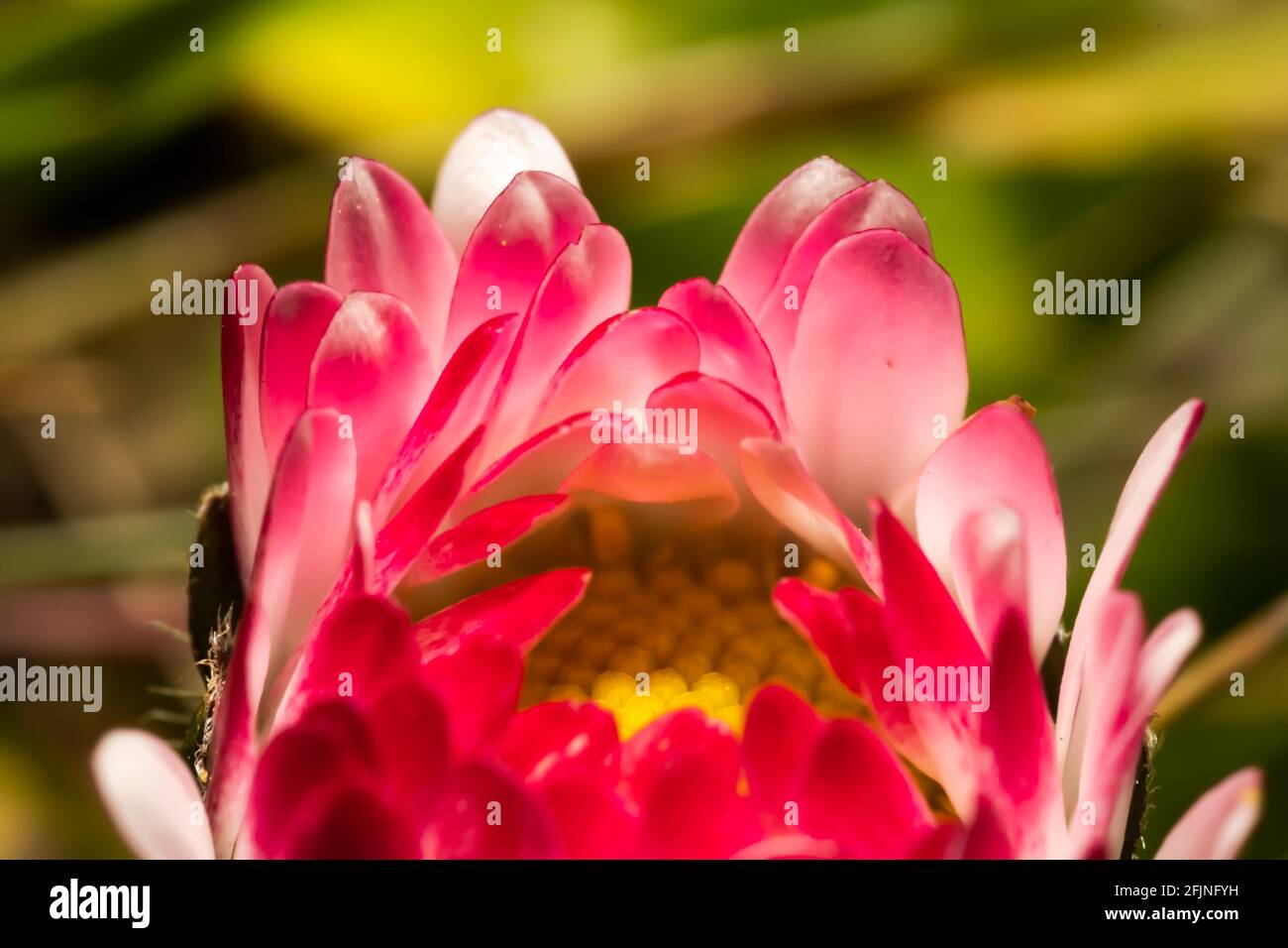 Guirlande rose et blanche avec cœur jaune Banque D'Images