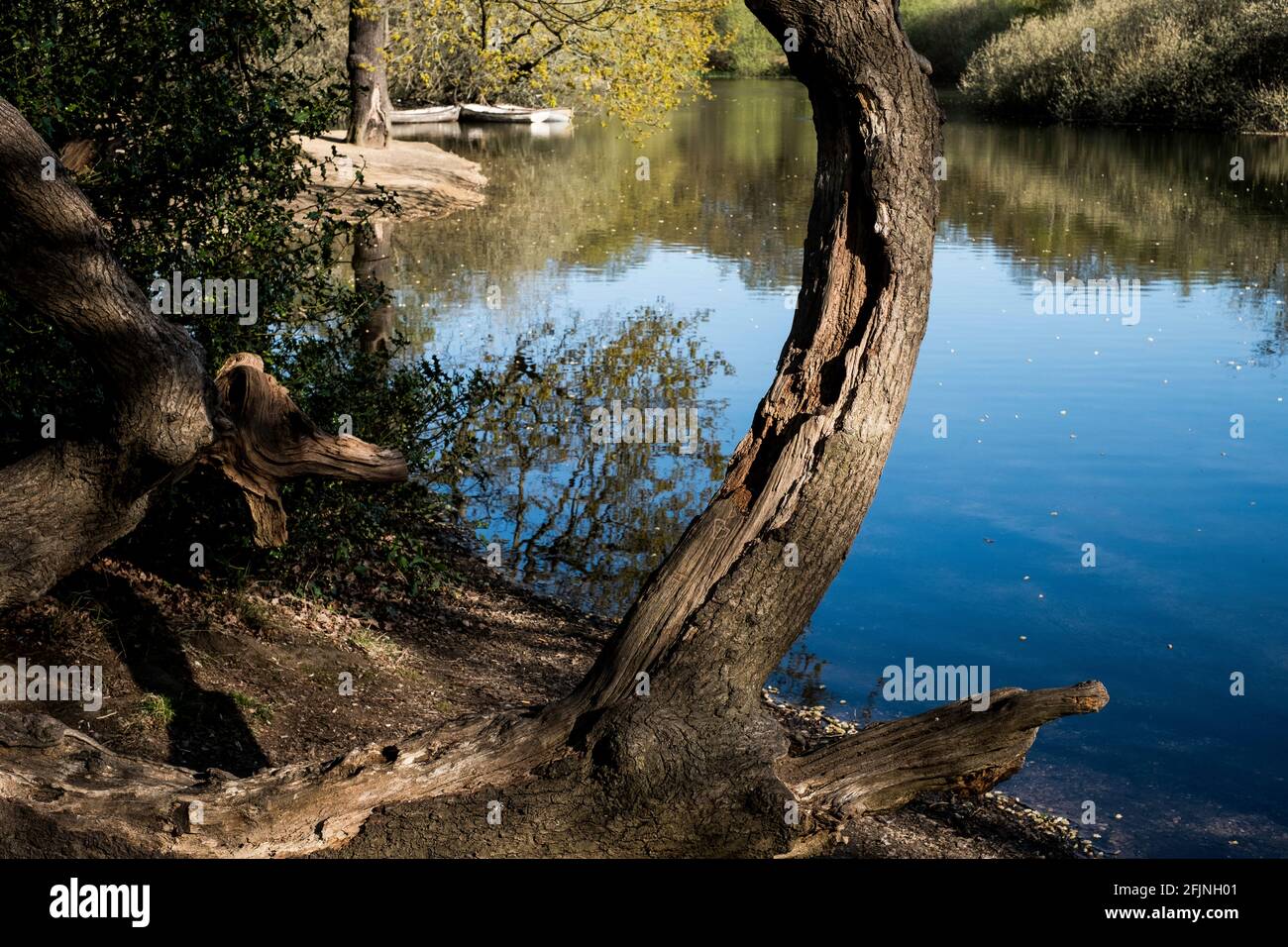 Les étangs de creux, la Forêt d'Epping, Londres, Royaume-Uni Banque D'Images