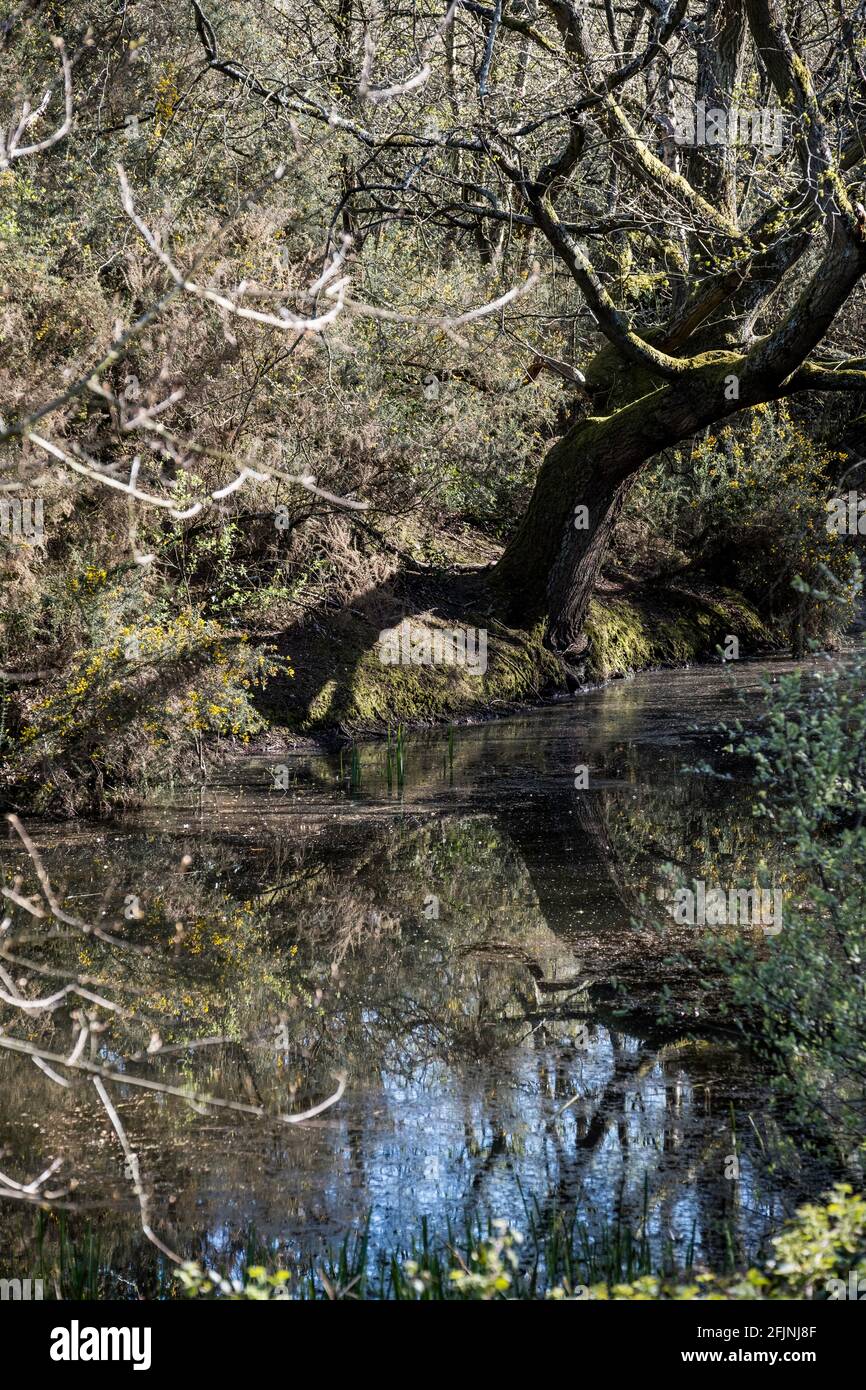 Creux Ponds, Laytonstone, Londres, Royaume-Uni Banque D'Images