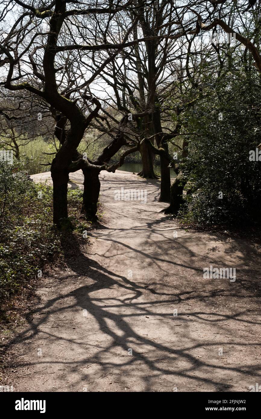Woodland by Hollow Ponds, Londres, Royaume-Uni Banque D'Images