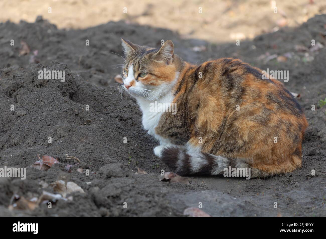 Un beau chat trois couleurs dans le jardin Banque D'Images