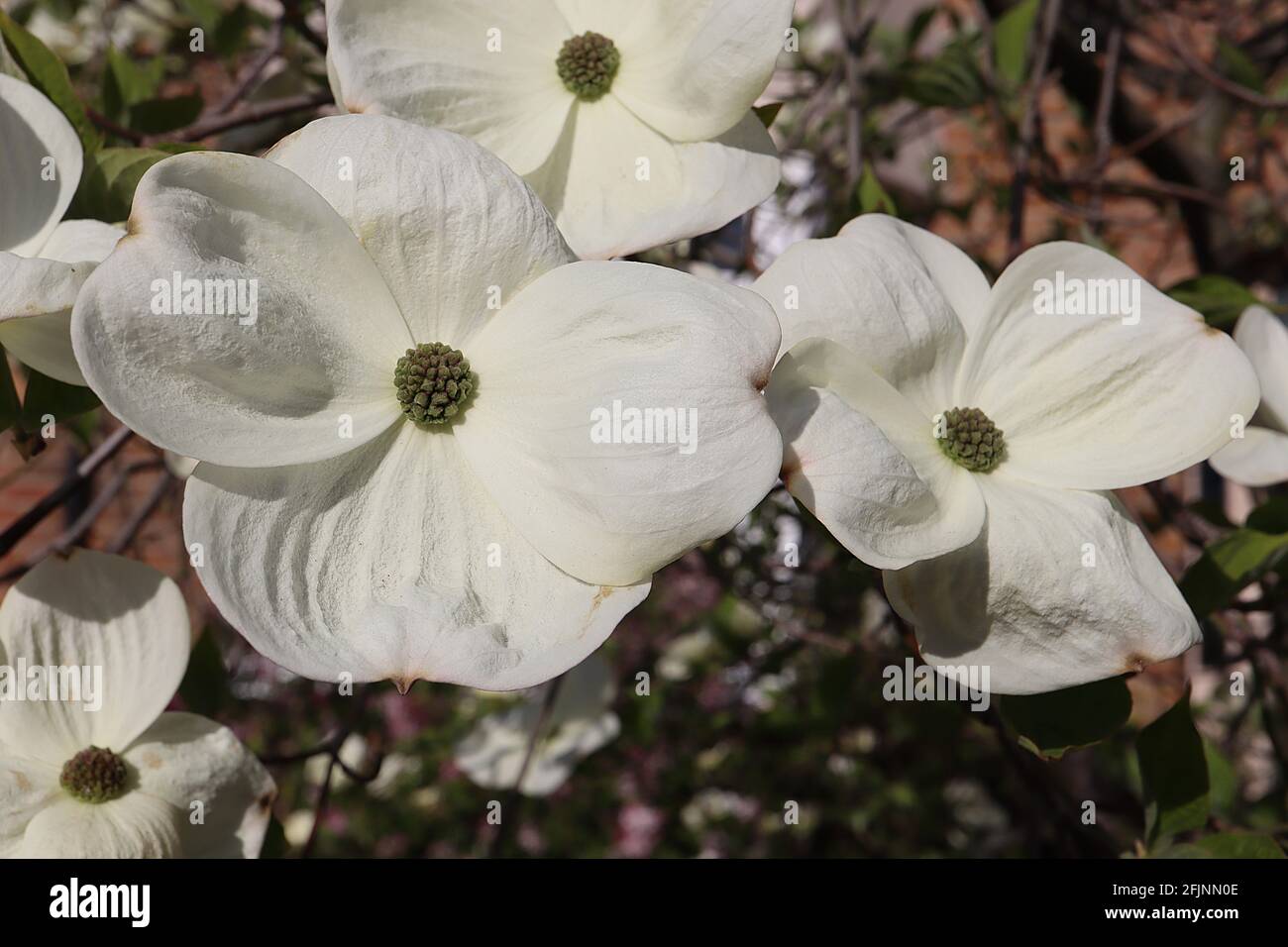 Cornus kousa ‘Vénus’ Dogwood venus – larges pétales en forme de cuillère avec centre vert, avril, Angleterre, Royaume-Uni Banque D'Images