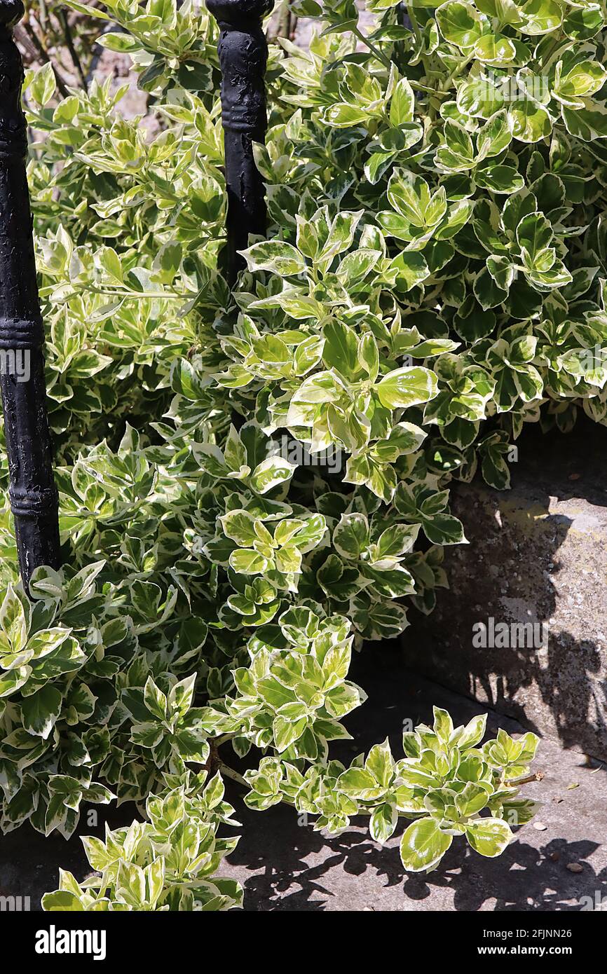 Euonymus japonicus «Bravo» Spindle Bravo – feuilles d'ovat vert moyen avec marges de crème, avril, Angleterre, Royaume-Uni Banque D'Images