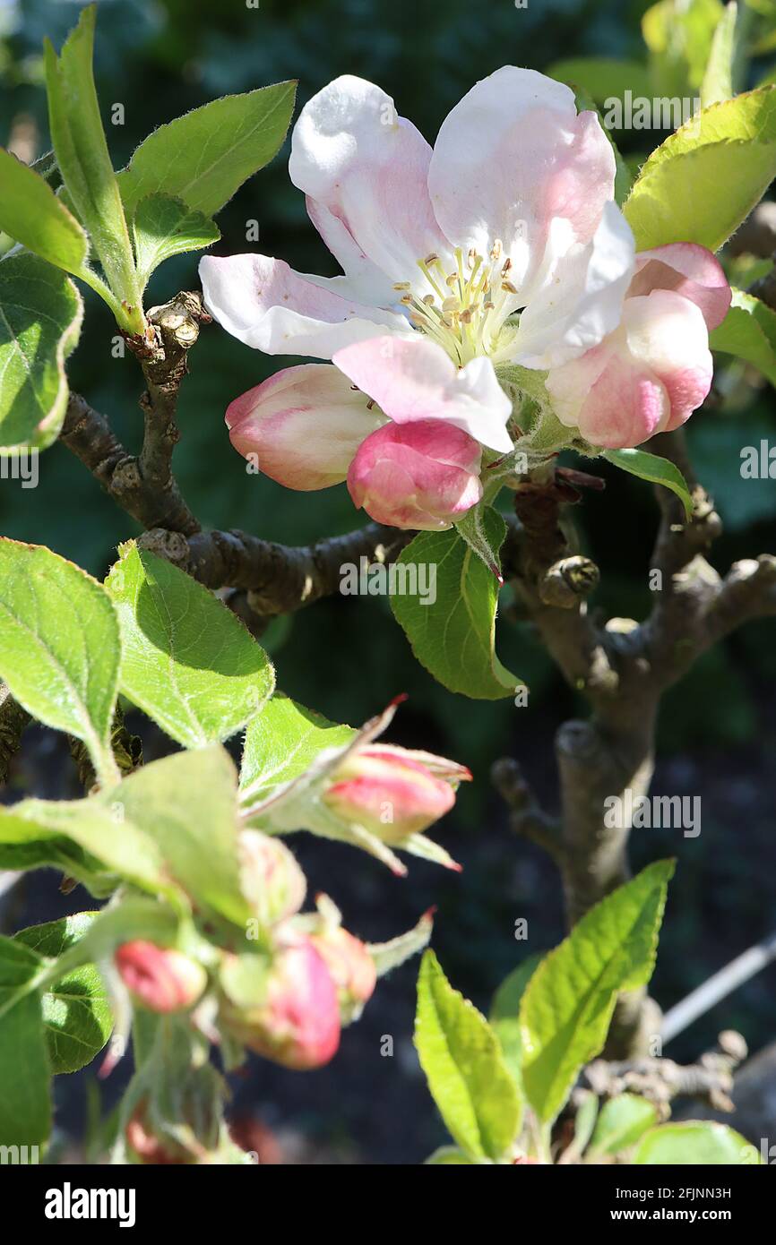 Malus domestica « James Grieve » fleur de pomme James Grieve – fleurs blanches en forme de coupe avec des franges roses, avril, Angleterre, Royaume-Uni Banque D'Images