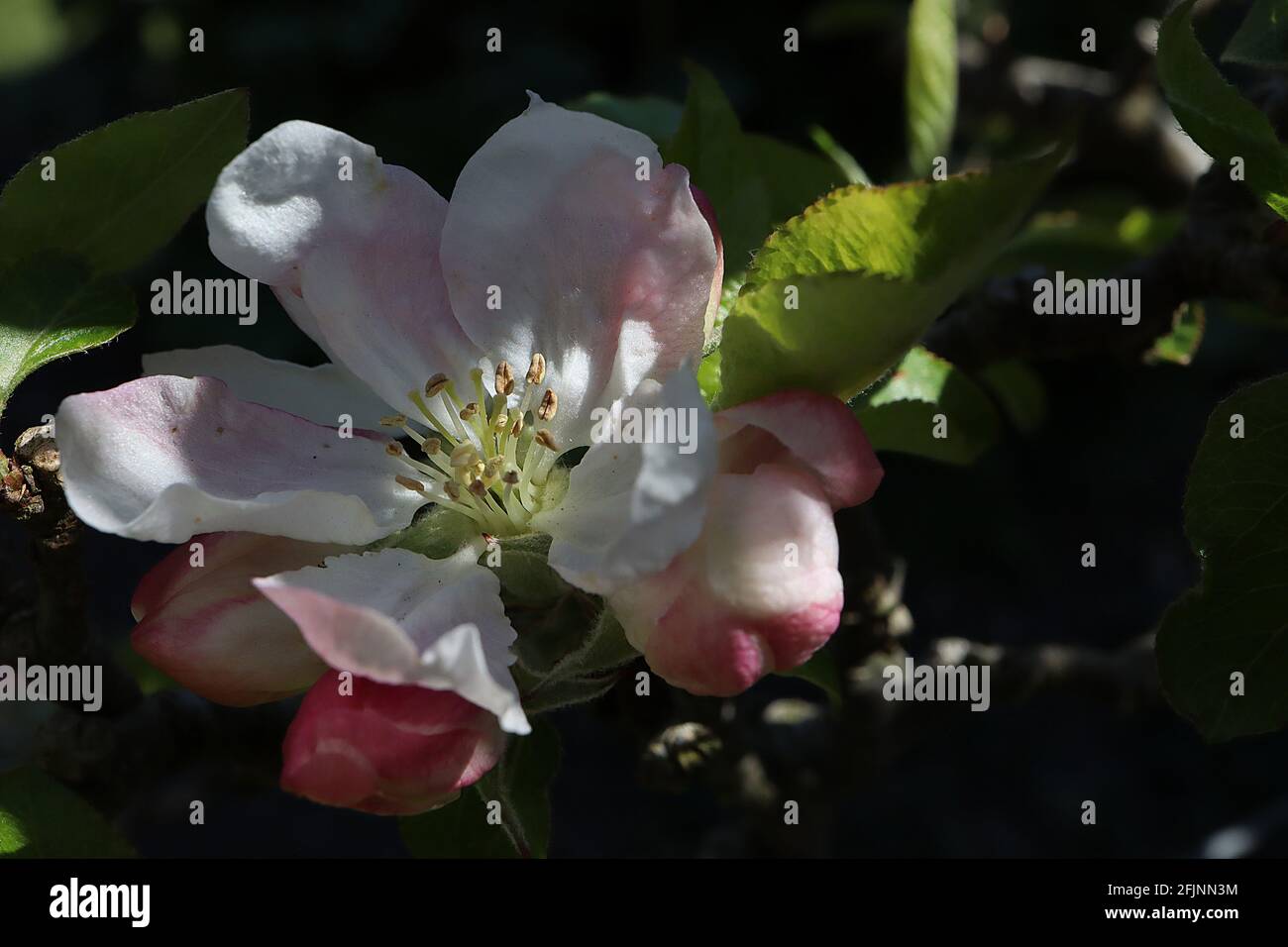 Malus domestica « James Grieve » fleur de pomme James Grieve – fleurs blanches en forme de coupe avec des franges roses, avril, Angleterre, Royaume-Uni Banque D'Images