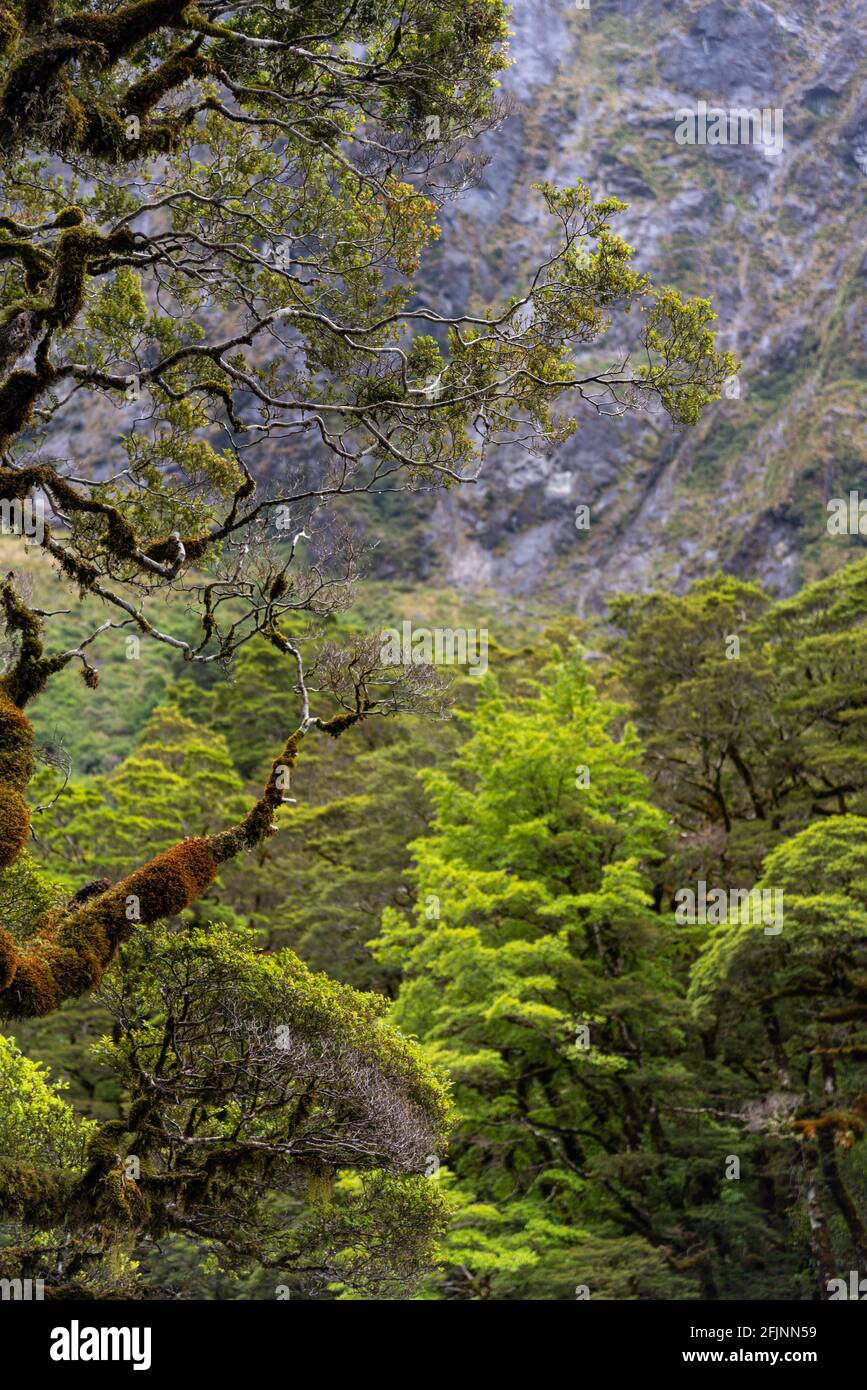 Branches surcultivées d'un vieux arbre dans la forêt tropicale des Alpes du Sud, île du Sud de la Nouvelle-Zélande Banque D'Images