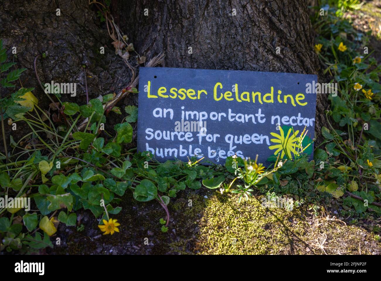 Signe pour un petit celandine (Ficaria verna) ou aussi connu sous le nom de pilewort, sud de l'Angleterre, Royaume-Uni Banque D'Images