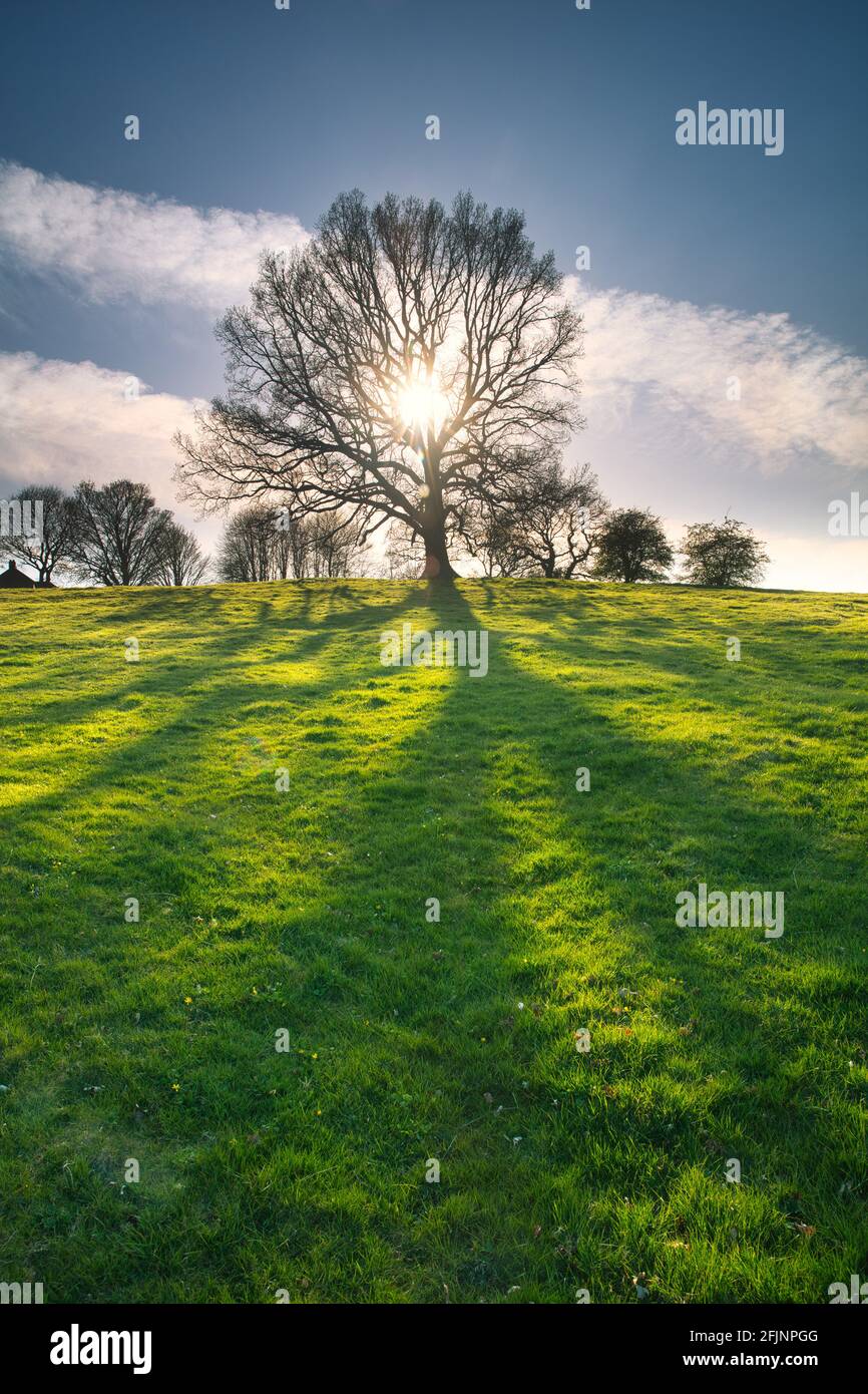 Une image dramatique d'un chêne avec le soleil Shining à travers les branches. Comté de Durham, Angleterre, Royaume-Uni. Banque D'Images