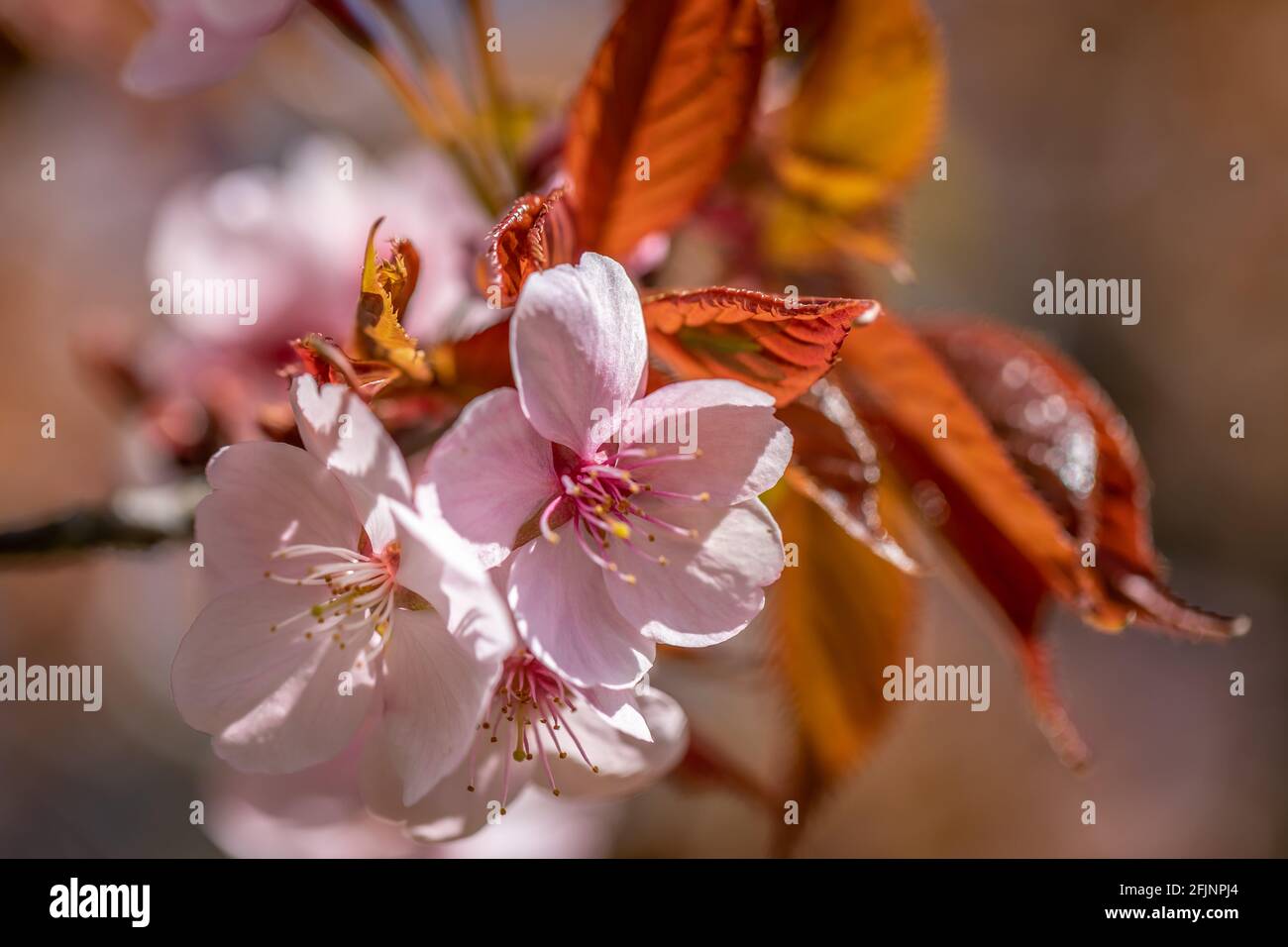 Fleur de l'arbre de la « cerise de l'argent » du Prunus Sargentii Banque D'Images