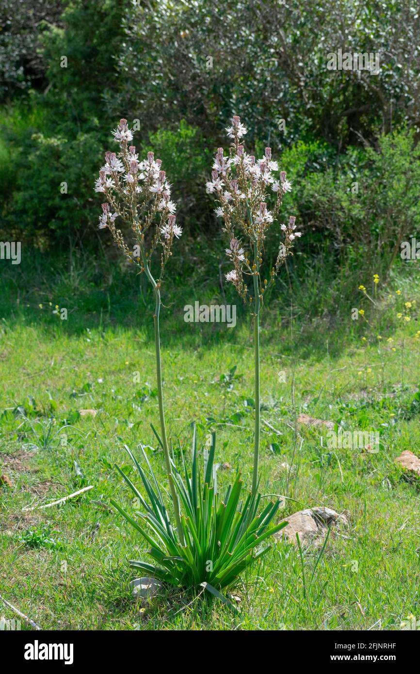 Gros plan de ramifié (Asphodel Asphodelus ramosus) Banque D'Images