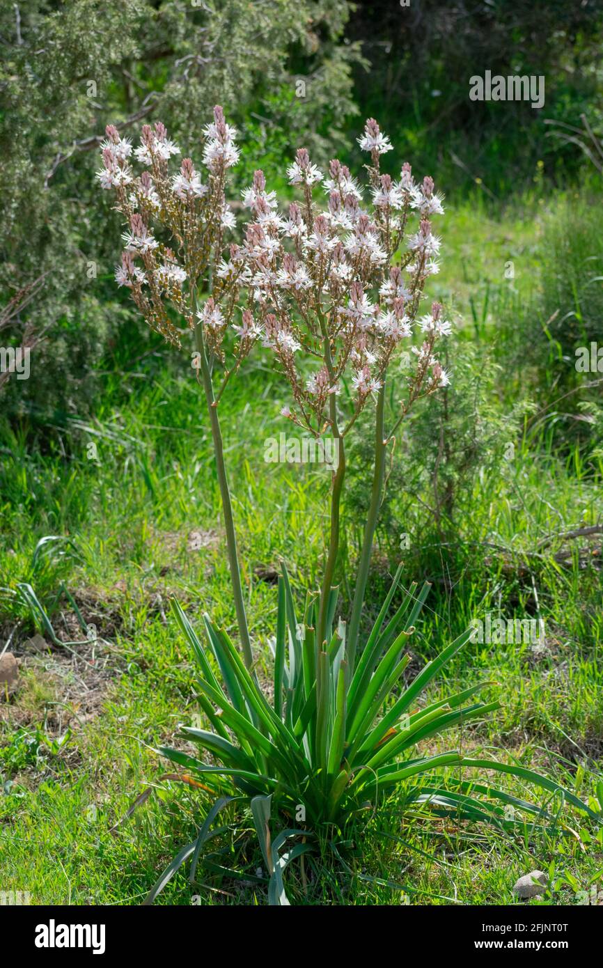 Gros plan de ramifié (Asphodel Asphodelus ramosus) Banque D'Images