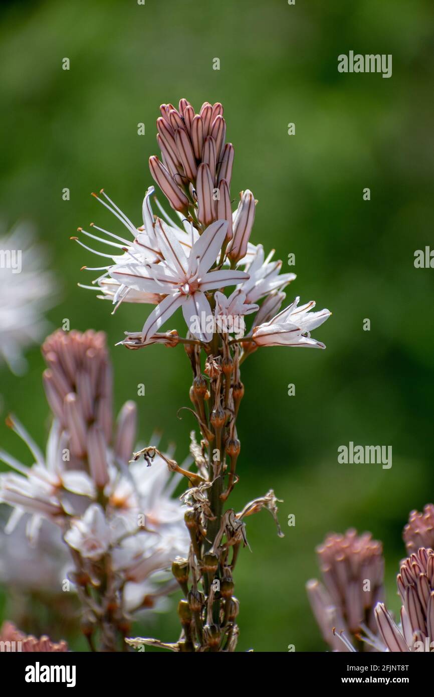 Gros plan de ramifié (Asphodel Asphodelus ramosus) Banque D'Images