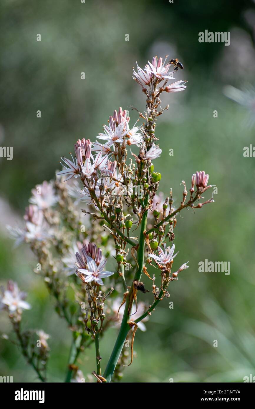 Gros plan de ramifié (Asphodel Asphodelus ramosus) Banque D'Images