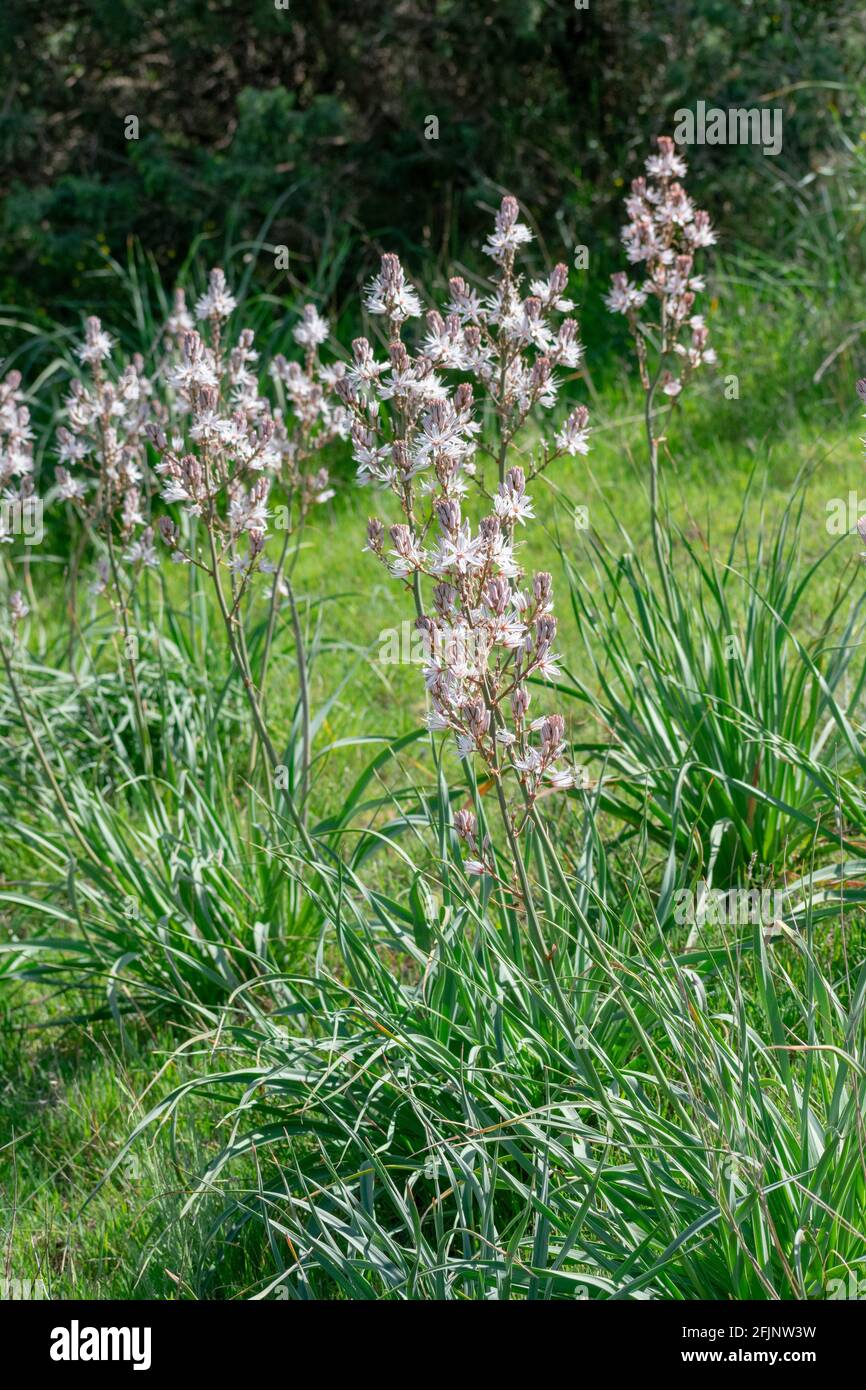 Gros plan de ramifié (Asphodel Asphodelus ramosus) Banque D'Images