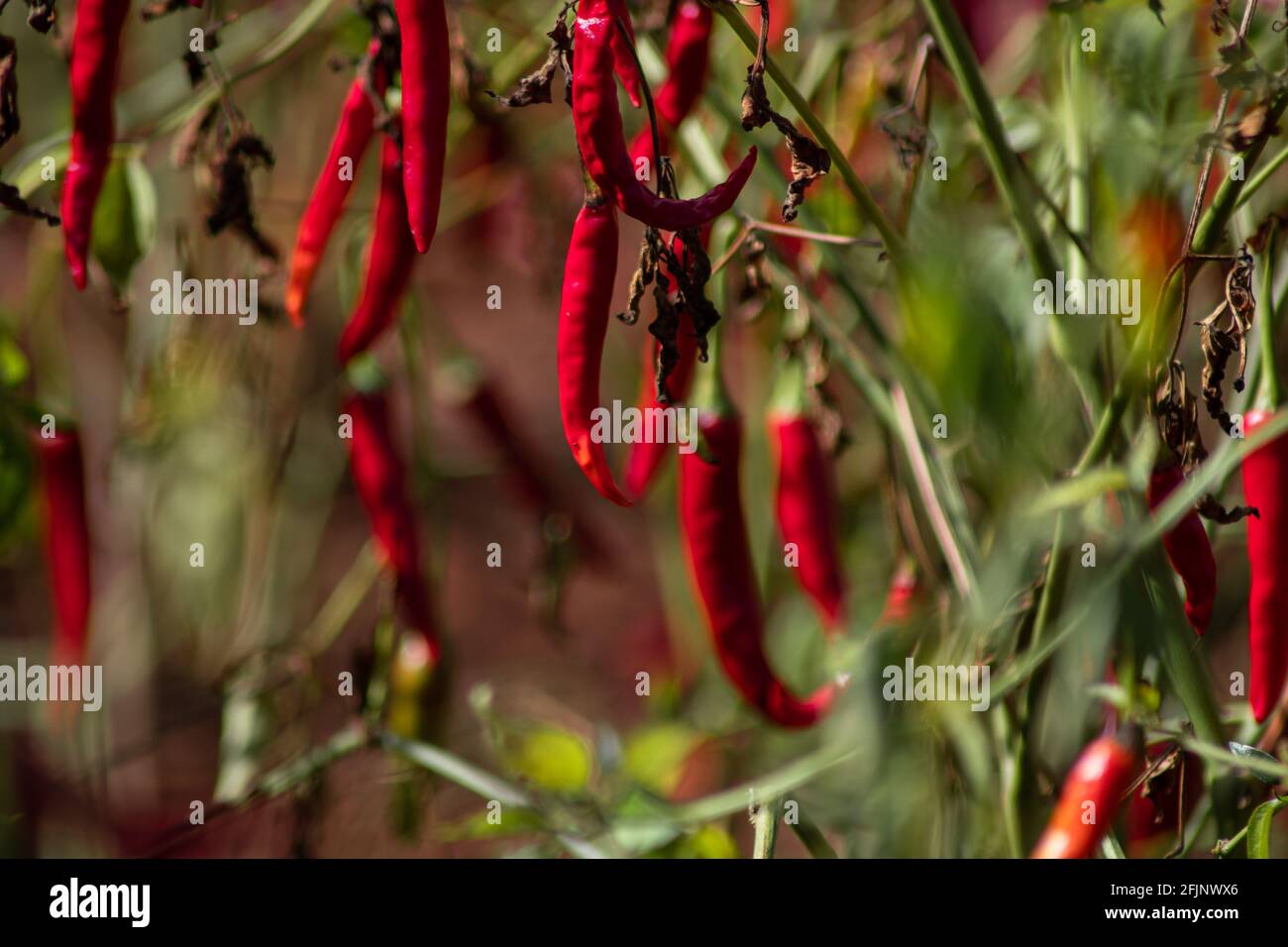Chili chaud rouge frais bio poussant sur un champ de ferme entre Kalaw et le lac Inle, état de Shan, Myanmar Banque D'Images