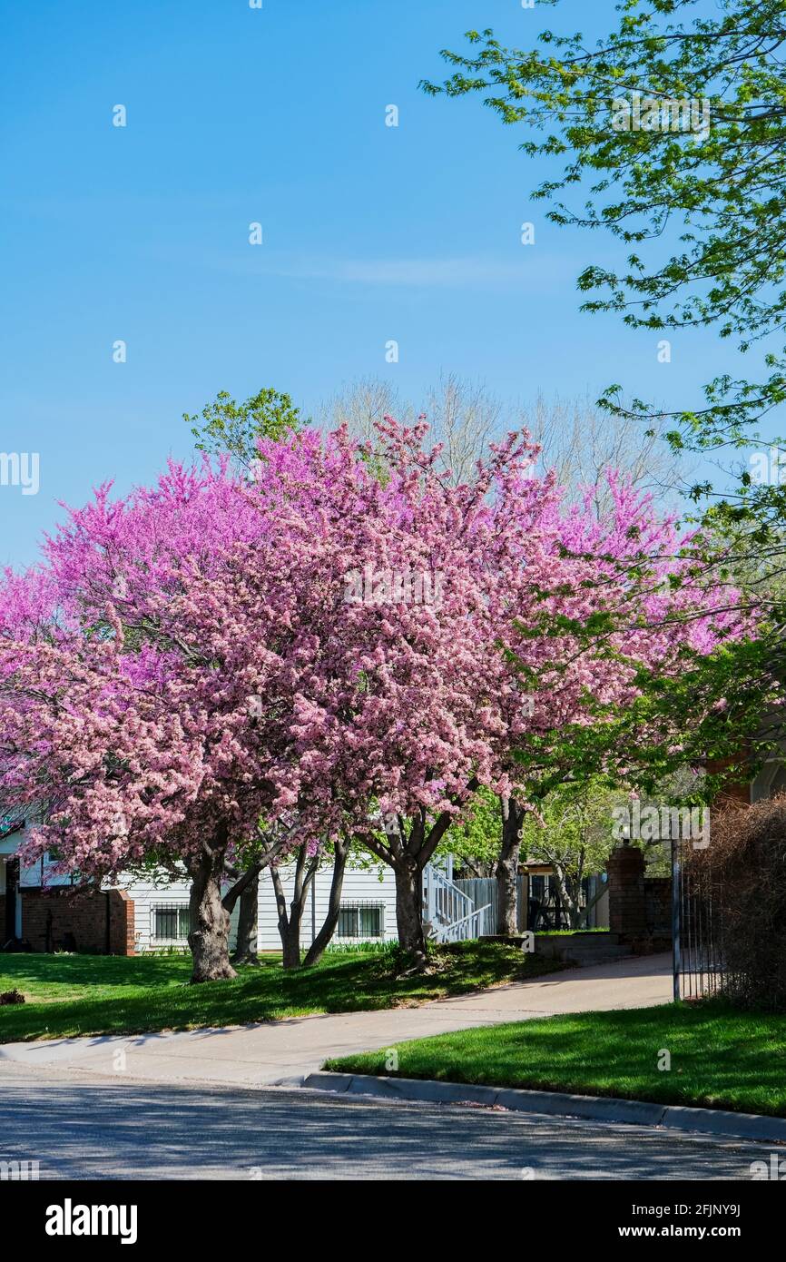 L'écrevisse de la rose des Prairies, Malus loensis, devant un arbre de séquoias de l'est, Cersis canadensis dans une cour d'une maison de Wichita, Kansas, États-Unis. Banque D'Images