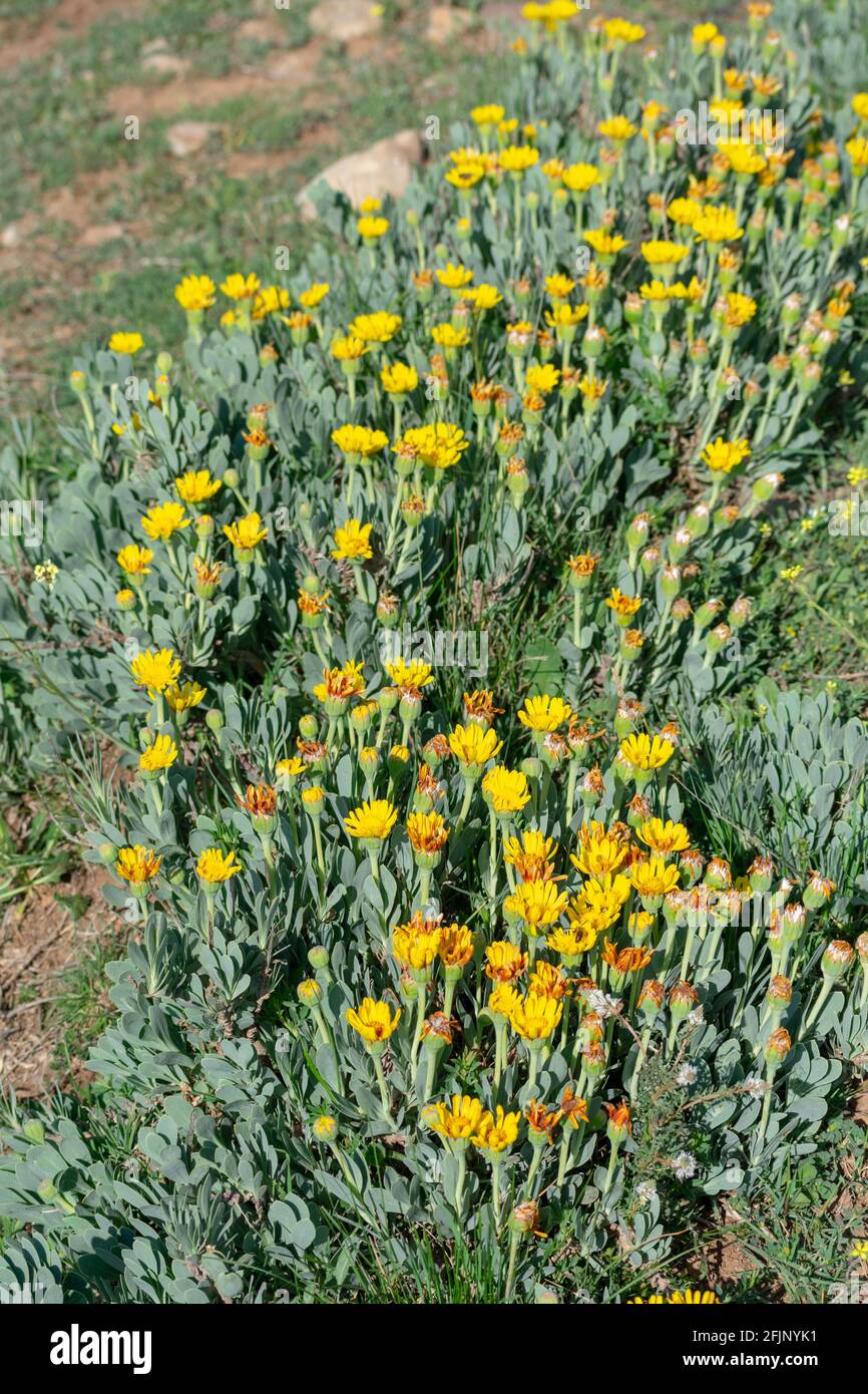 Gros plan de Hertia cheirifolia Banque D'Images