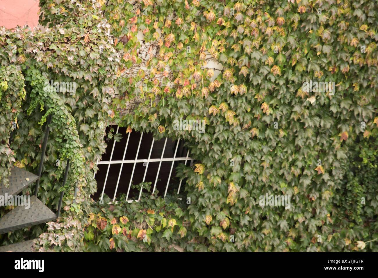 Vitesse rampante sur un mur Banque D'Images