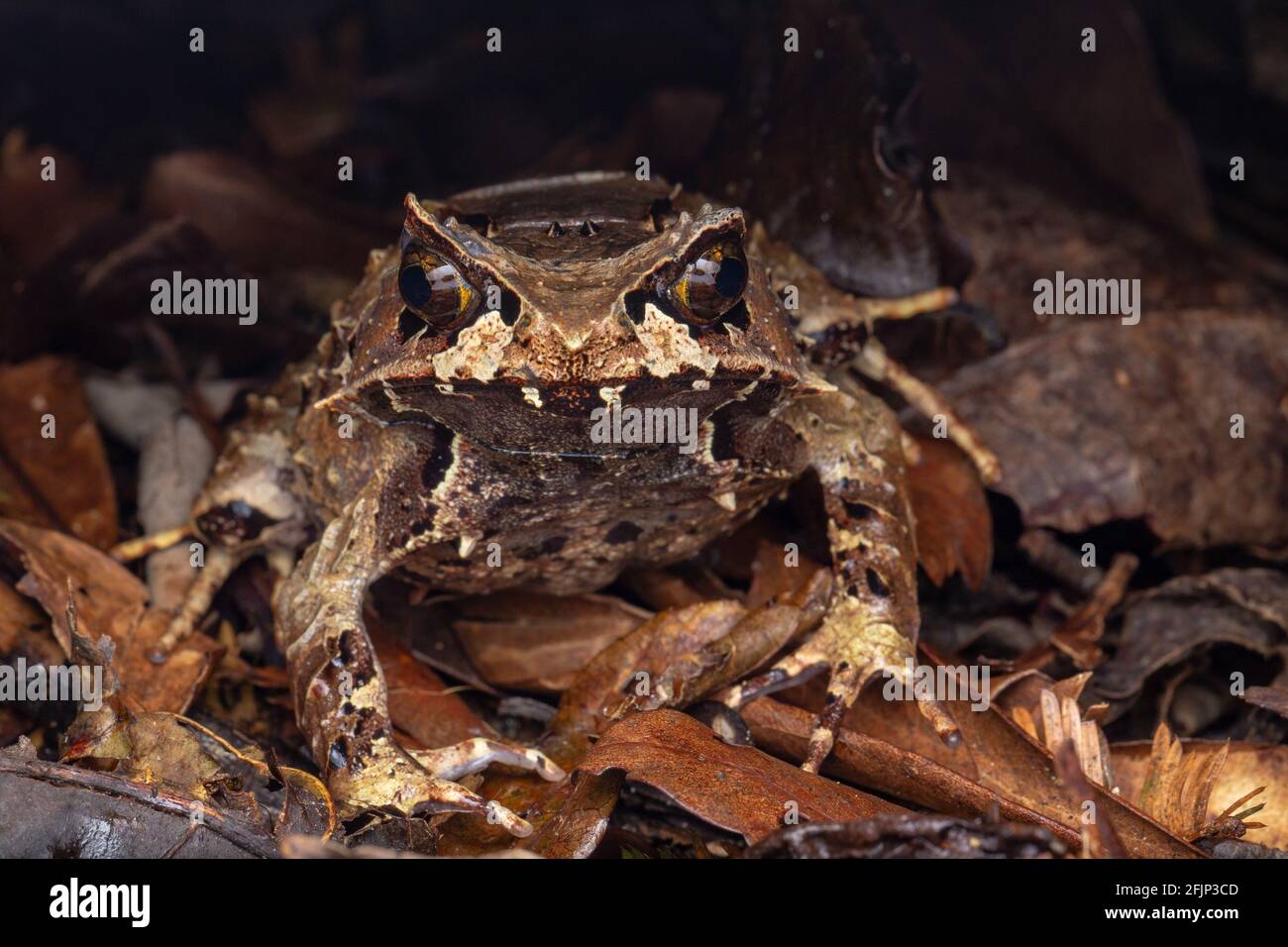 Macro image d'une énorme grenouille à cornes de Bornéo - Megophrys kobayashii Banque D'Images