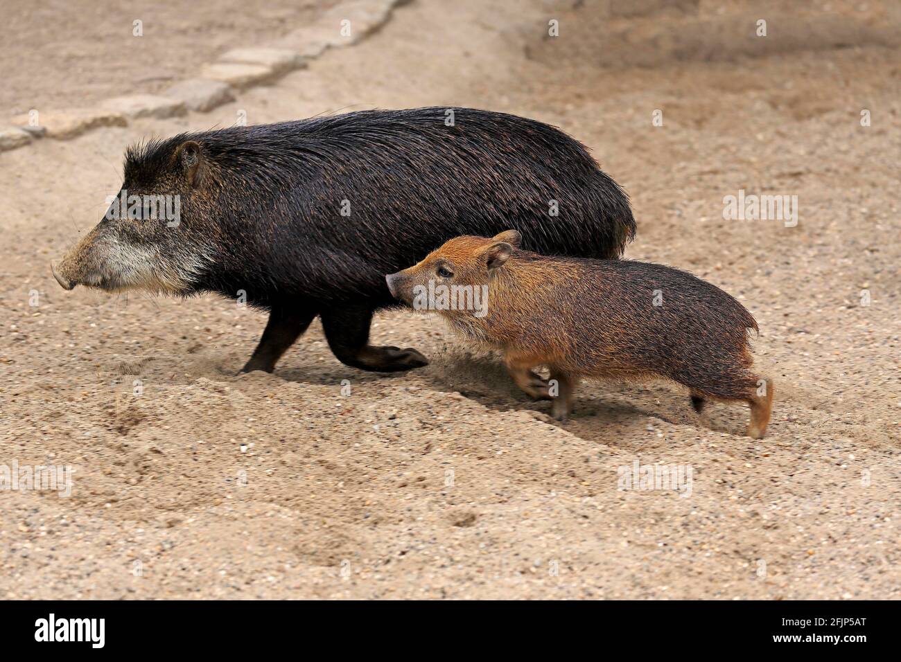 Peccarie à lèvres blanches (Tayassu pecari), adulte, femme, juvénile, running, captif Banque D'Images