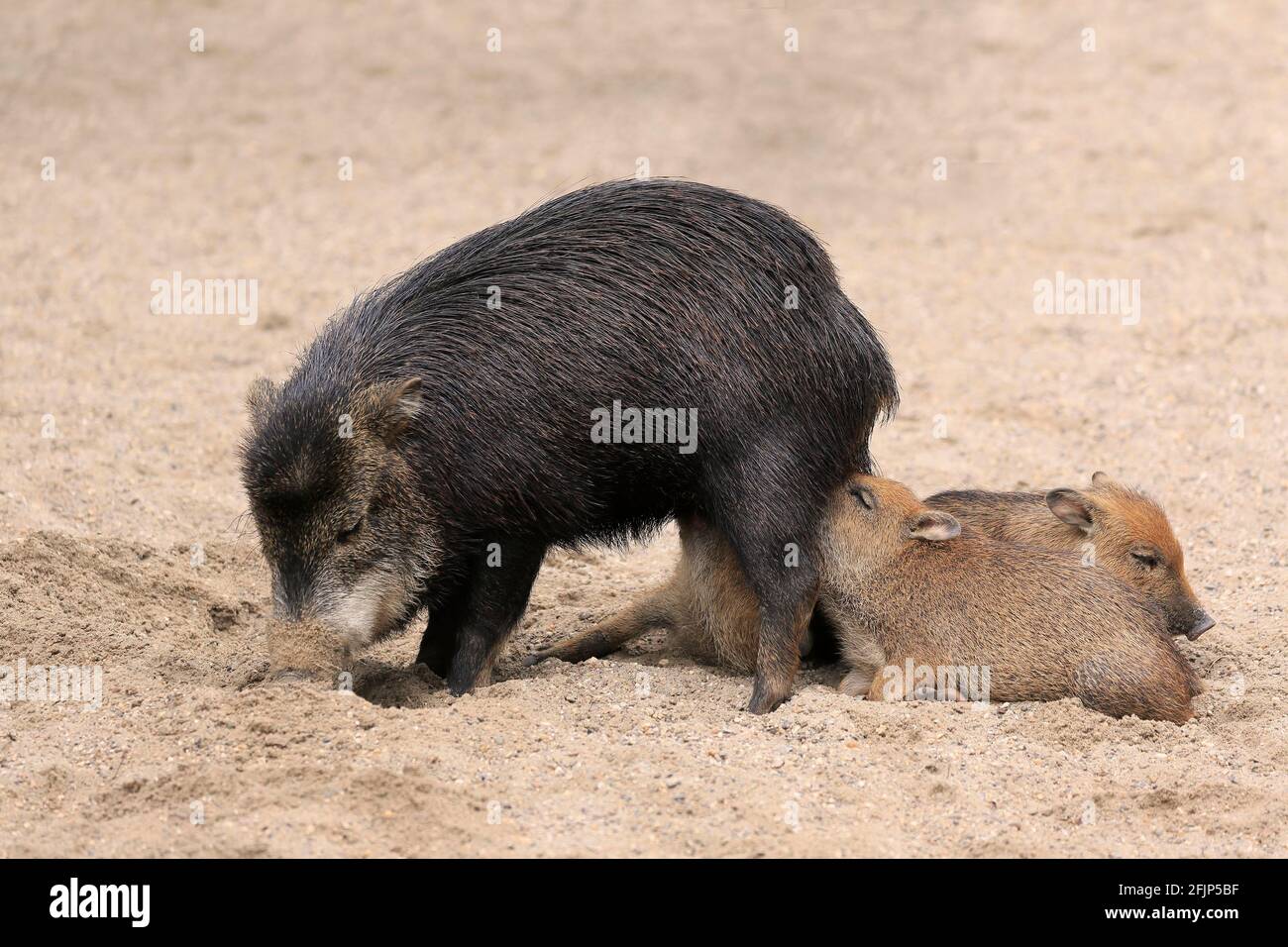 Peccarie à lèvres blanches (Tayassu pecari), adulte, femme, deux juvéniles, lait, captif Banque D'Images