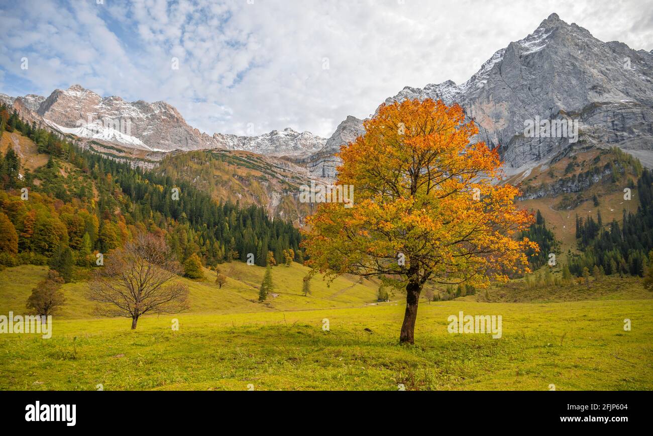 Érable avec feuilles d'automne, paysage d'automne à Risstal avec Spritzkarspitze, Grosser Ahornboden, Engalpe, Eng, commune de Hinterriss, Karwendel Banque D'Images