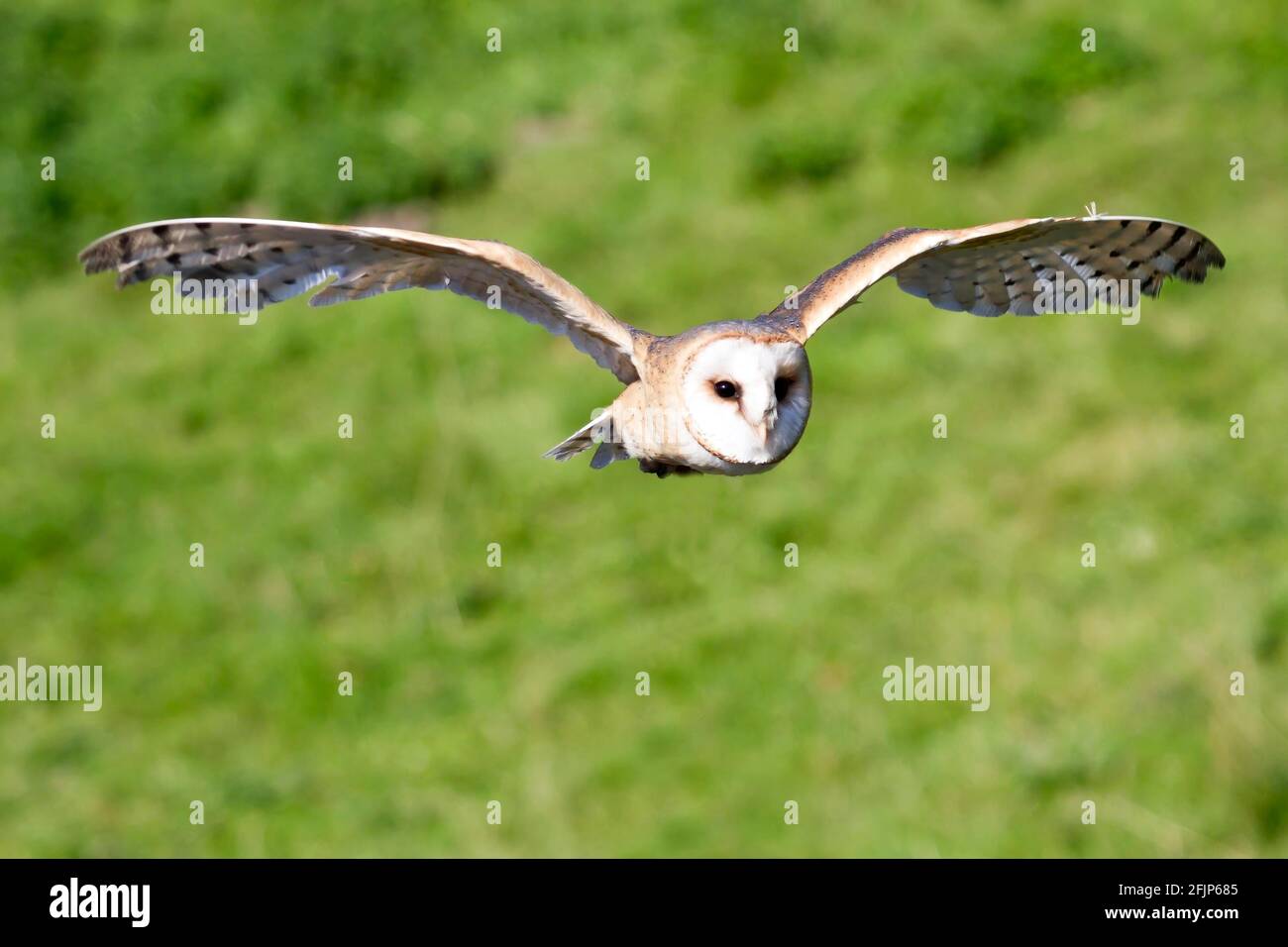 Hibou de la grange commune (Tyto alba), adulte, vol, Hesse, Allemagne Banque D'Images