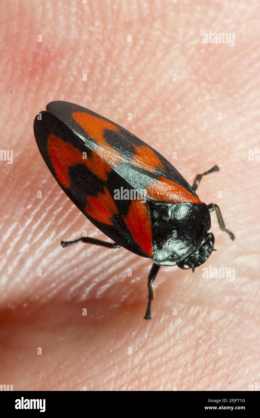 Coupe-froid rouge et noir (Cercovis vulnerata) à portée de main Banque D'Images