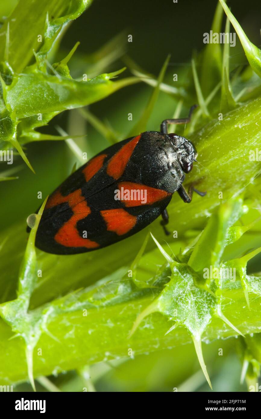Red-black Froghopper rouge et noir (Cercovis vulnerata) Banque D'Images