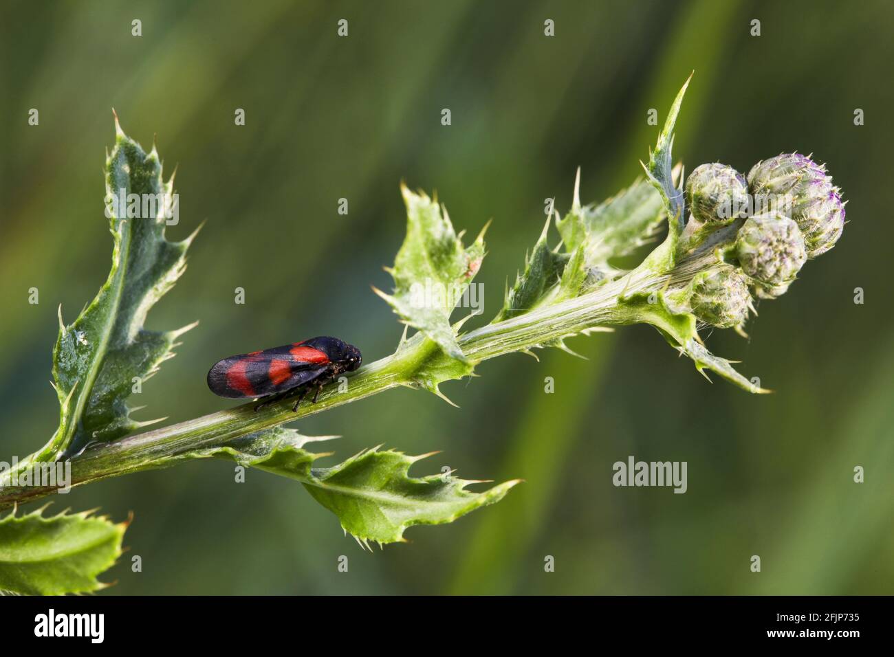 Red-black Froghopper rouge et noir (Cercovis vulnerata) Banque D'Images