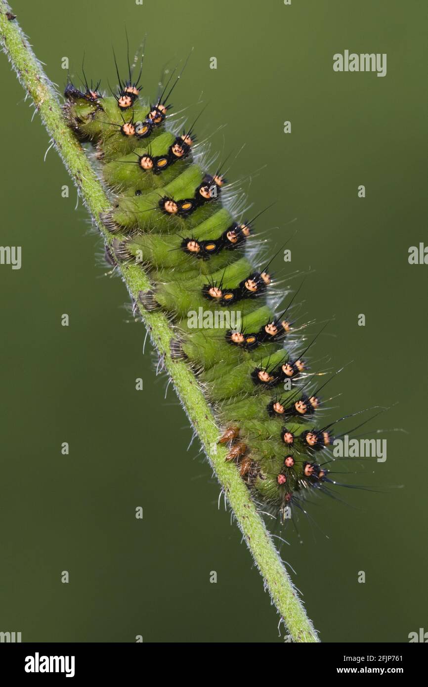 Empereur Moth, caterpillar, Allemagne (Saturnia Pavonia), côté Banque D'Images