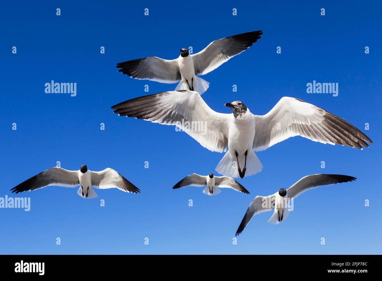 Tête noire Mouette à tête noire (Larus atricilla), Floride, États-Unis Banque D'Images