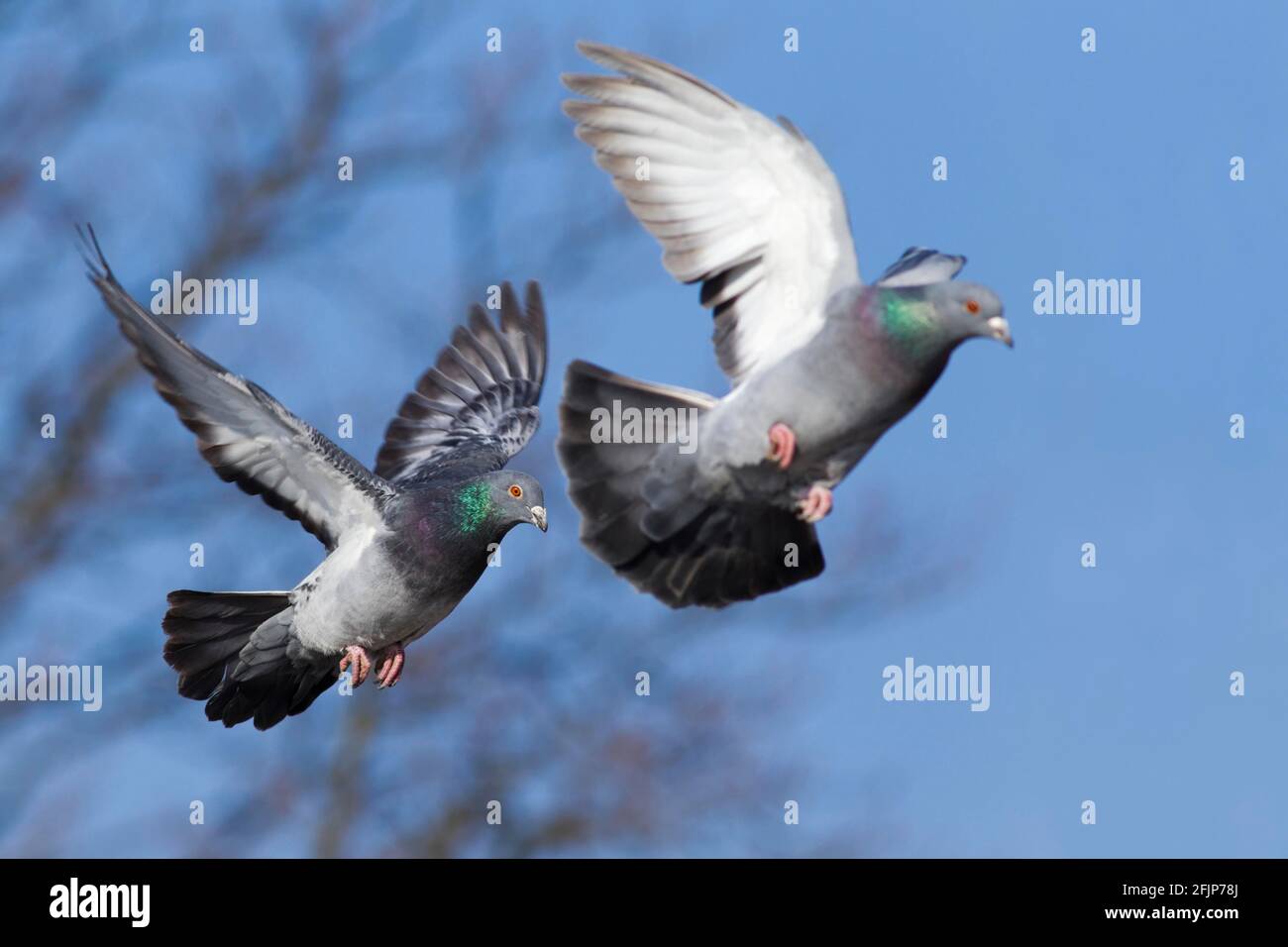 Pigeons domestiques, Allemagne Banque D'Images