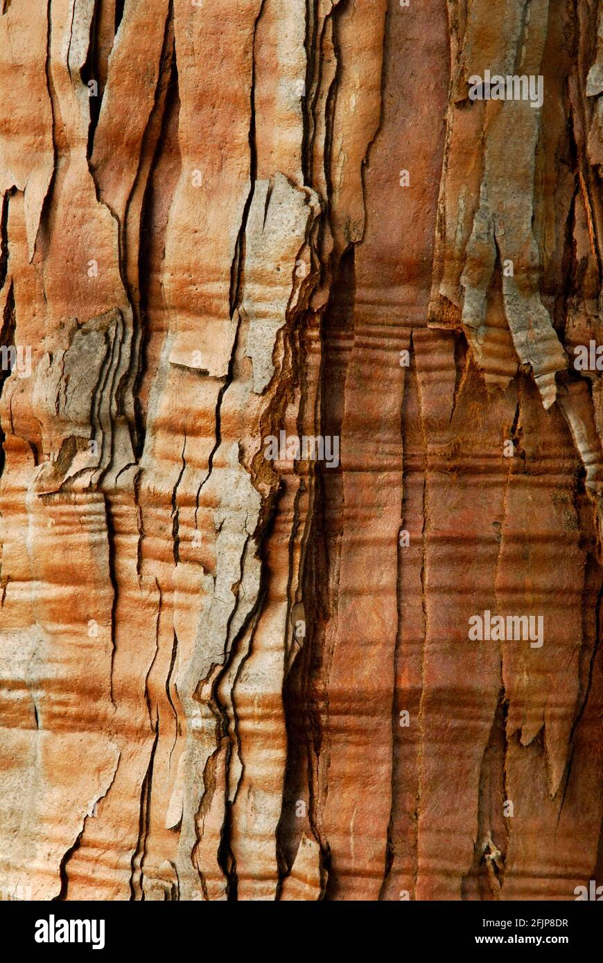 Séquoia géant, écorce, séquoia géant (Sequoiadendron giganteum) , cyprès des marais, Taxodiaceae Banque D'Images