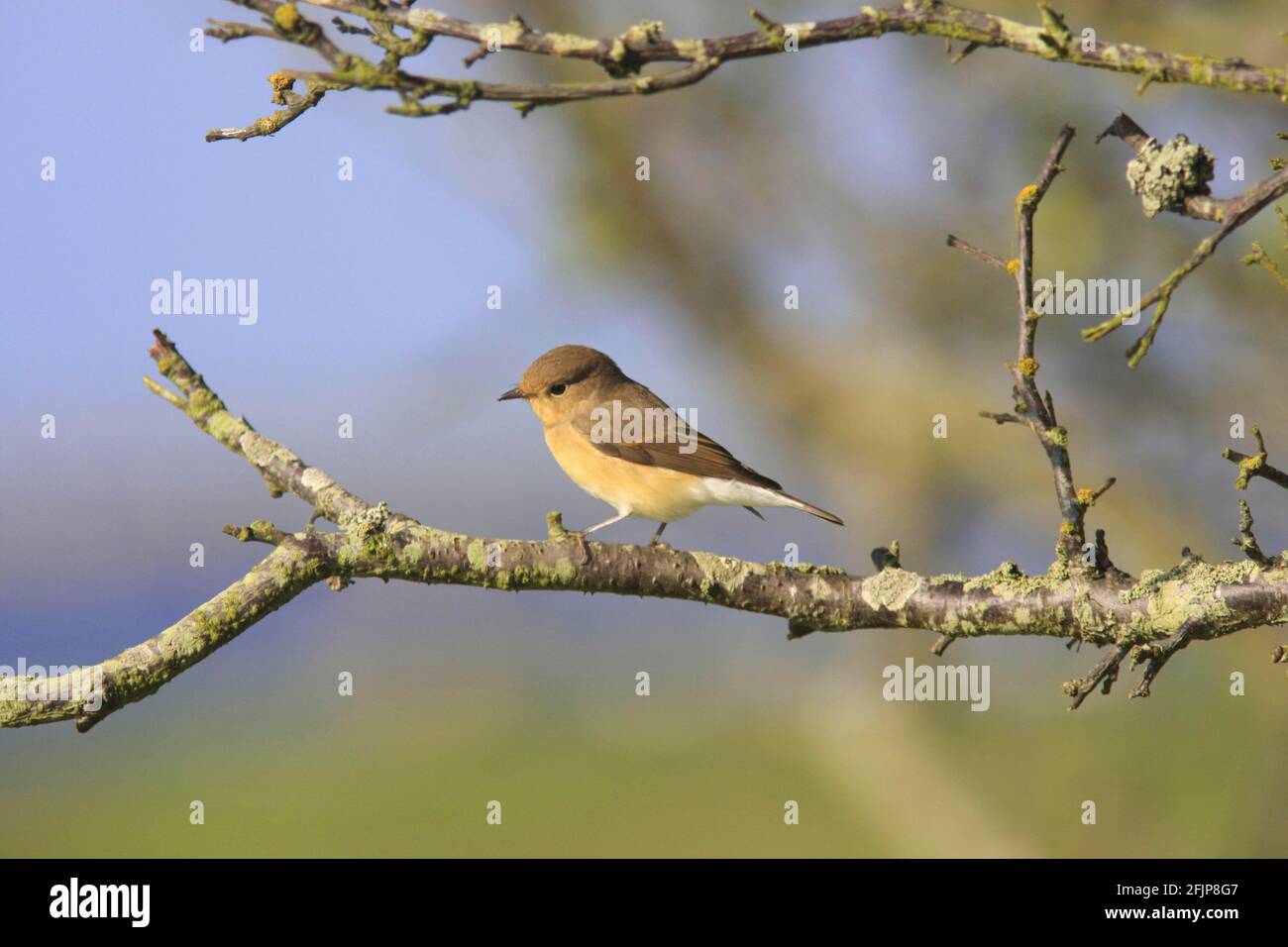 Flycatcher à poitrine rouge (Ficedula parva), femme, Oeland, Suède Banque D'Images