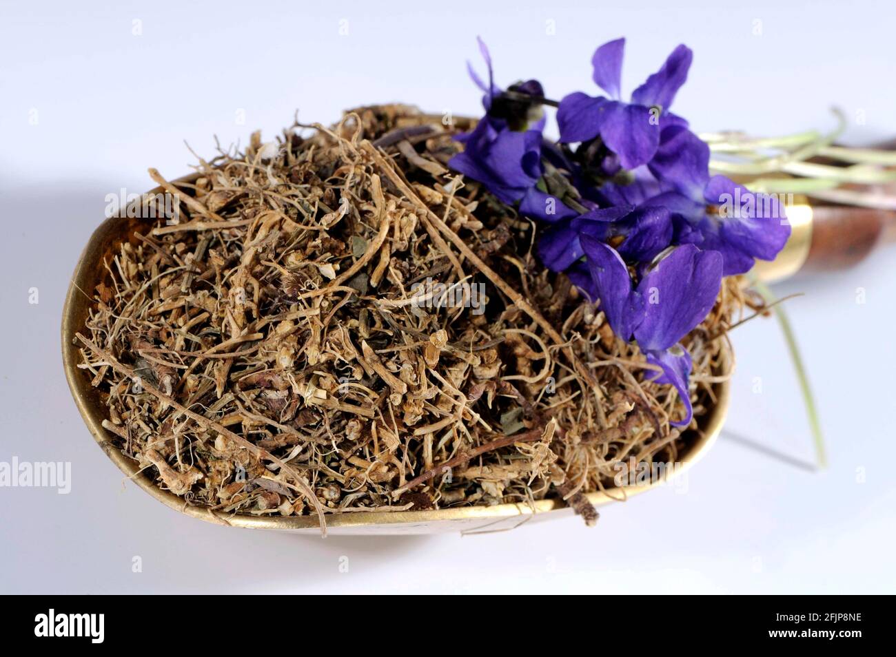 Violet de bois (Viola odorata), racine violette séchée, violet doux, violet  parfumé Photo Stock - Alamy
