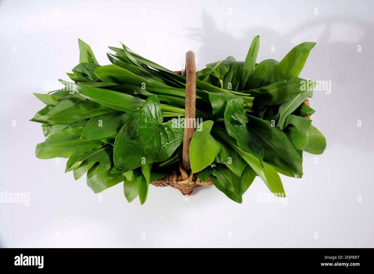 Feuilles d'ail sauvage (Allium ursinum), lis de la vallée (Convallaria majalis), lin d'automne et arum tacheté (Arum maculatum) en collection Banque D'Images