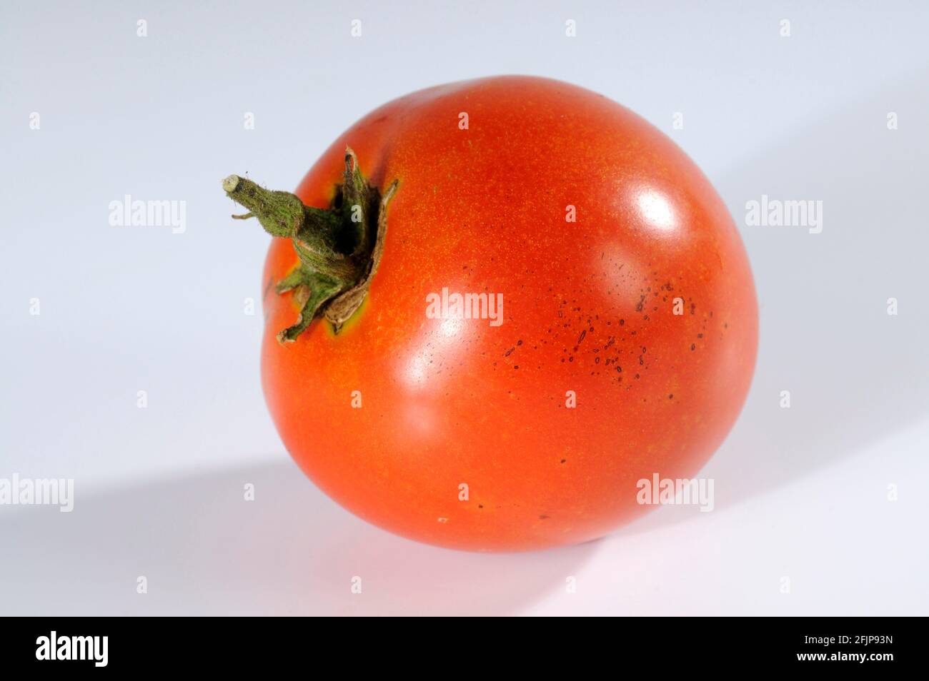 Frites de tomate (Solanum lycopersicum) Banque D'Images