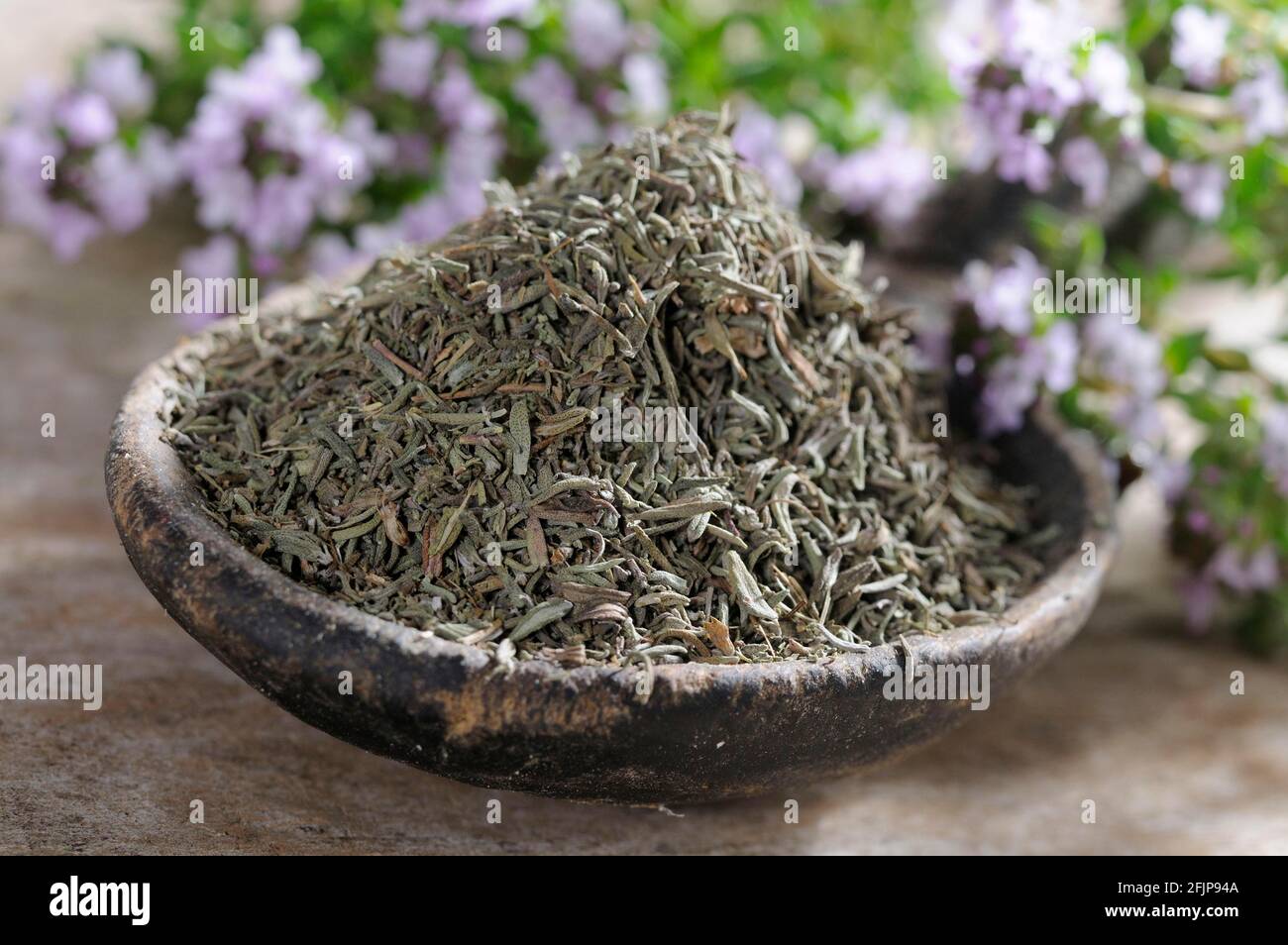 Thym à feuilles larges (Thymus pulegioides), séché Banque D'Images