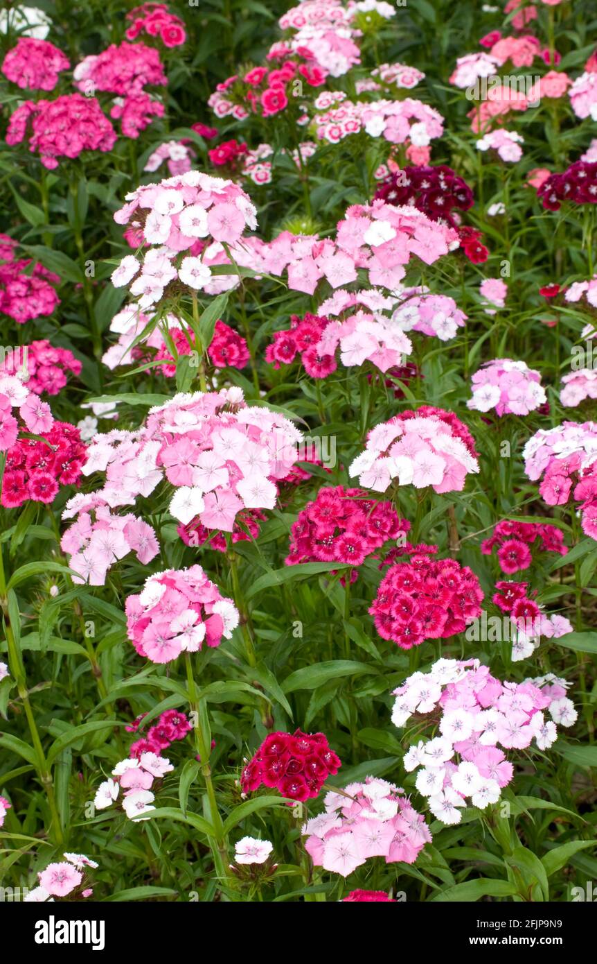 Sweet William (Dianthus barbatus) Banque D'Images