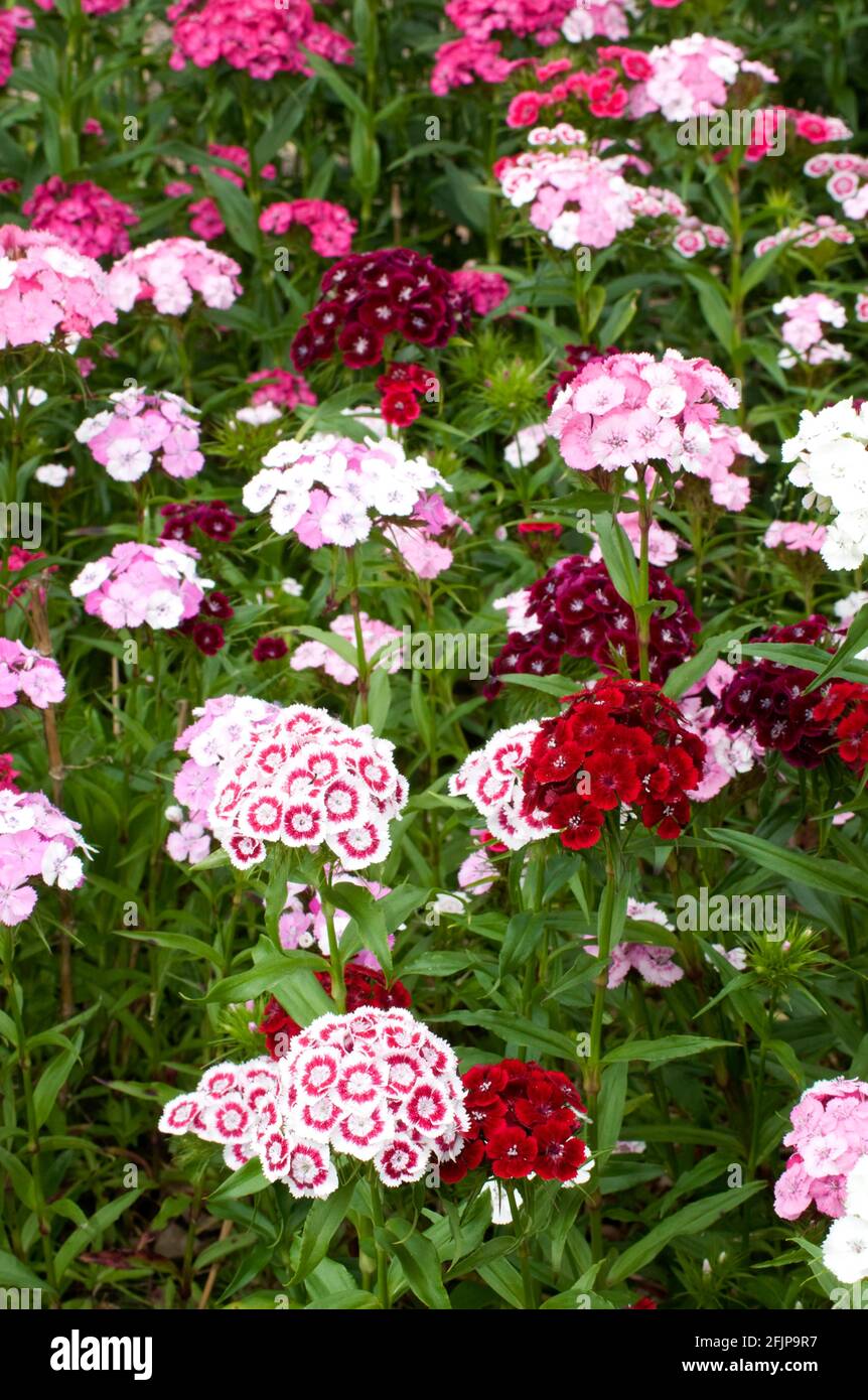 Sweet William (Dianthus barbatus) Banque D'Images