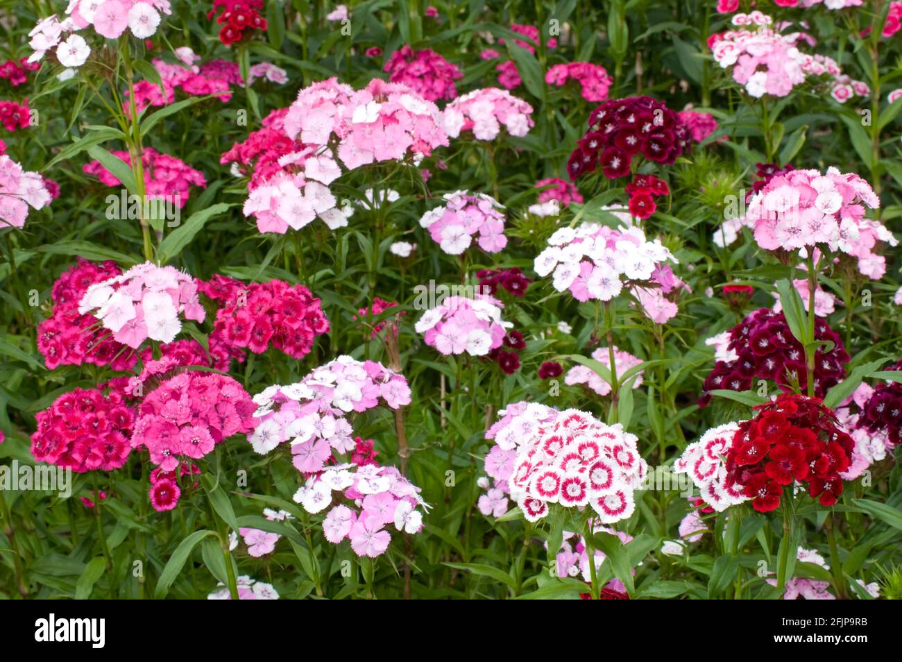 Sweet William (Dianthus barbatus) Banque D'Images