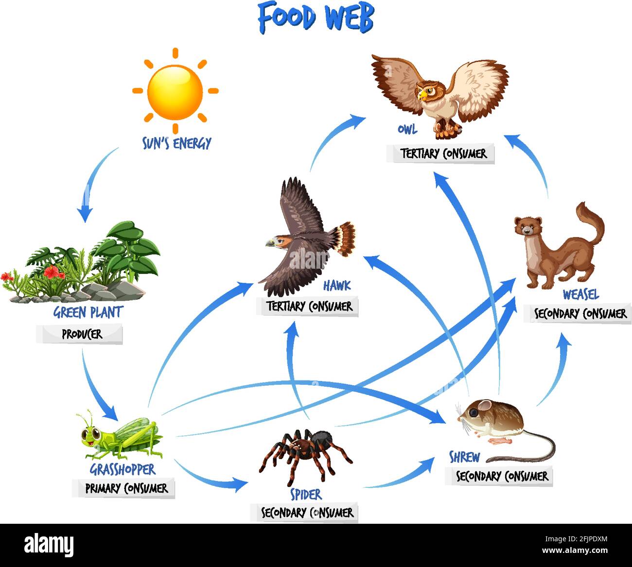 Schéma de la chaîne alimentaire Image Vectorielle Stock - Alamy